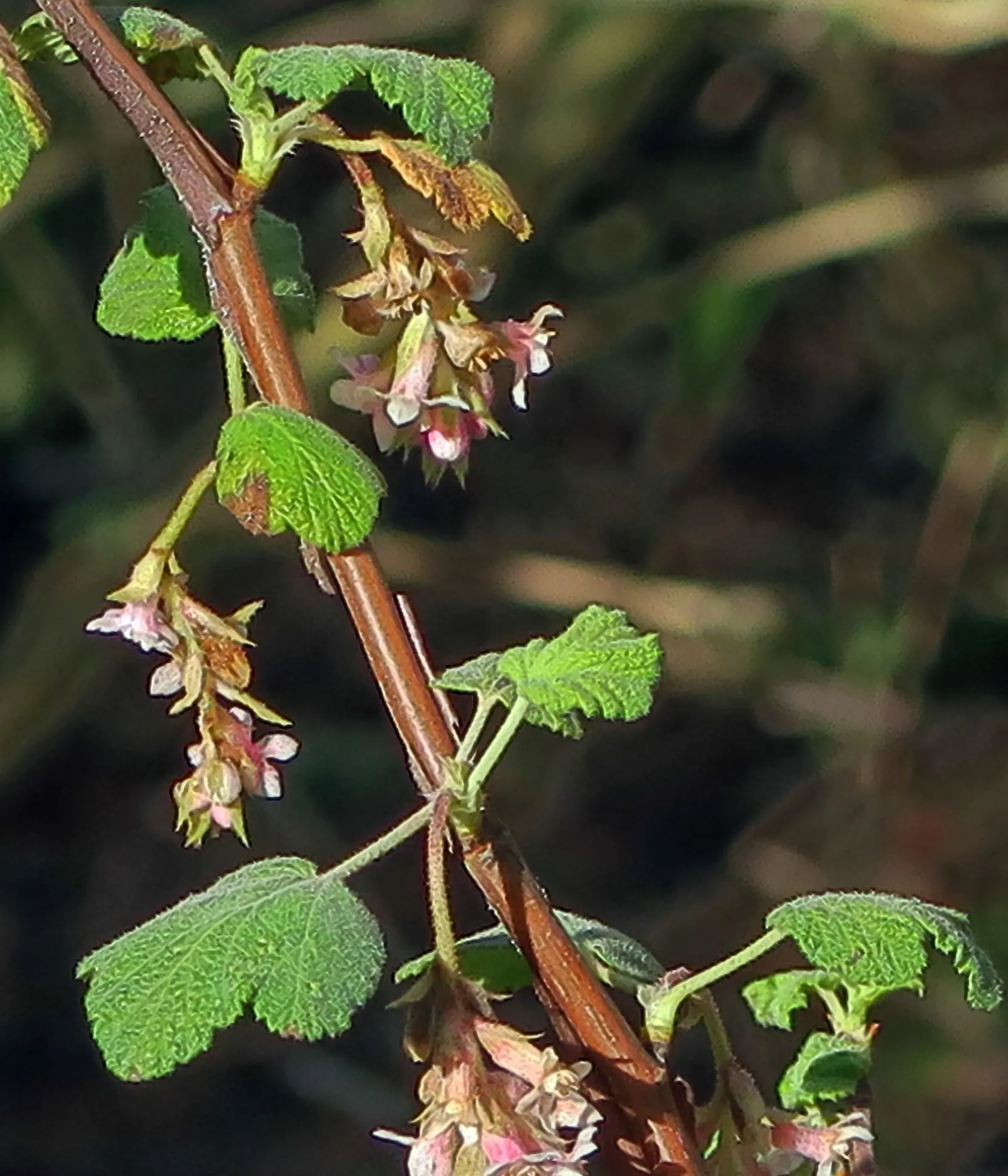 Chaparral Currant (Ribes Malvaceum) — Adaptable to sun or partial shade, it flourishes in well-drained soils