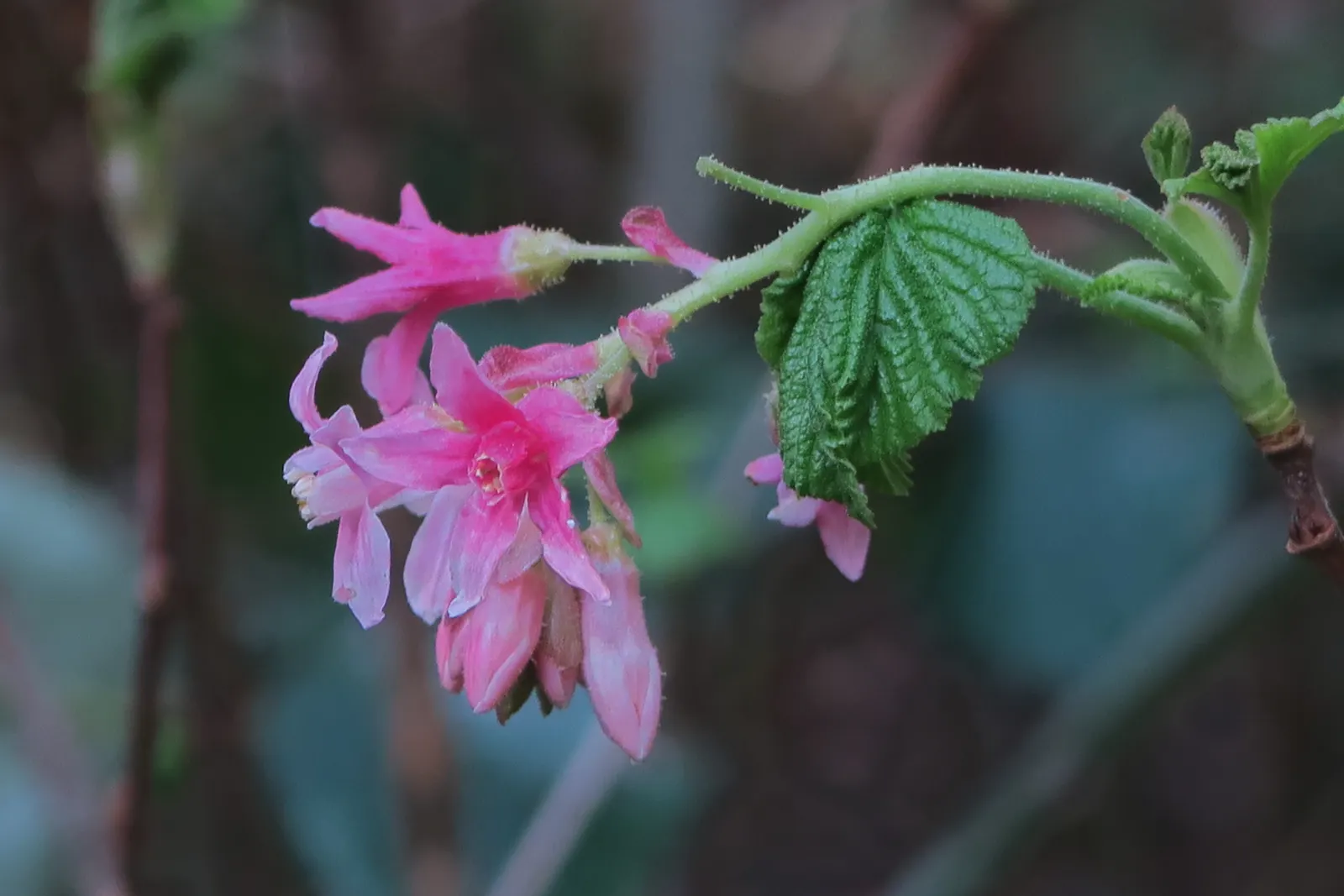 Chaparral Currant (Ribes Malvaceum) — The plant's best use in a garden landscape is for ornamental purposes