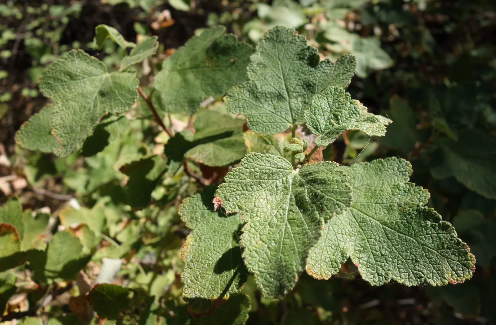 Chaparral Currant (Ribes Malvaceum) — Gray-green leaves are lobed and fuzzy