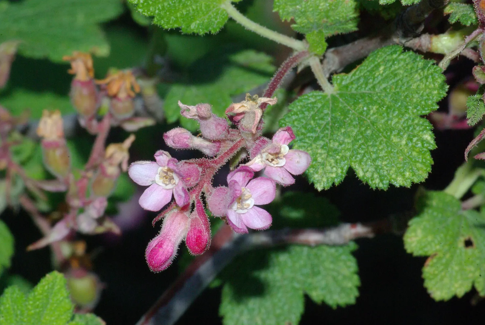 Chaparral Currant (Ribes Malvaceum) — is a deciduous shrub native to the coastal chaparral regions and foothills of California