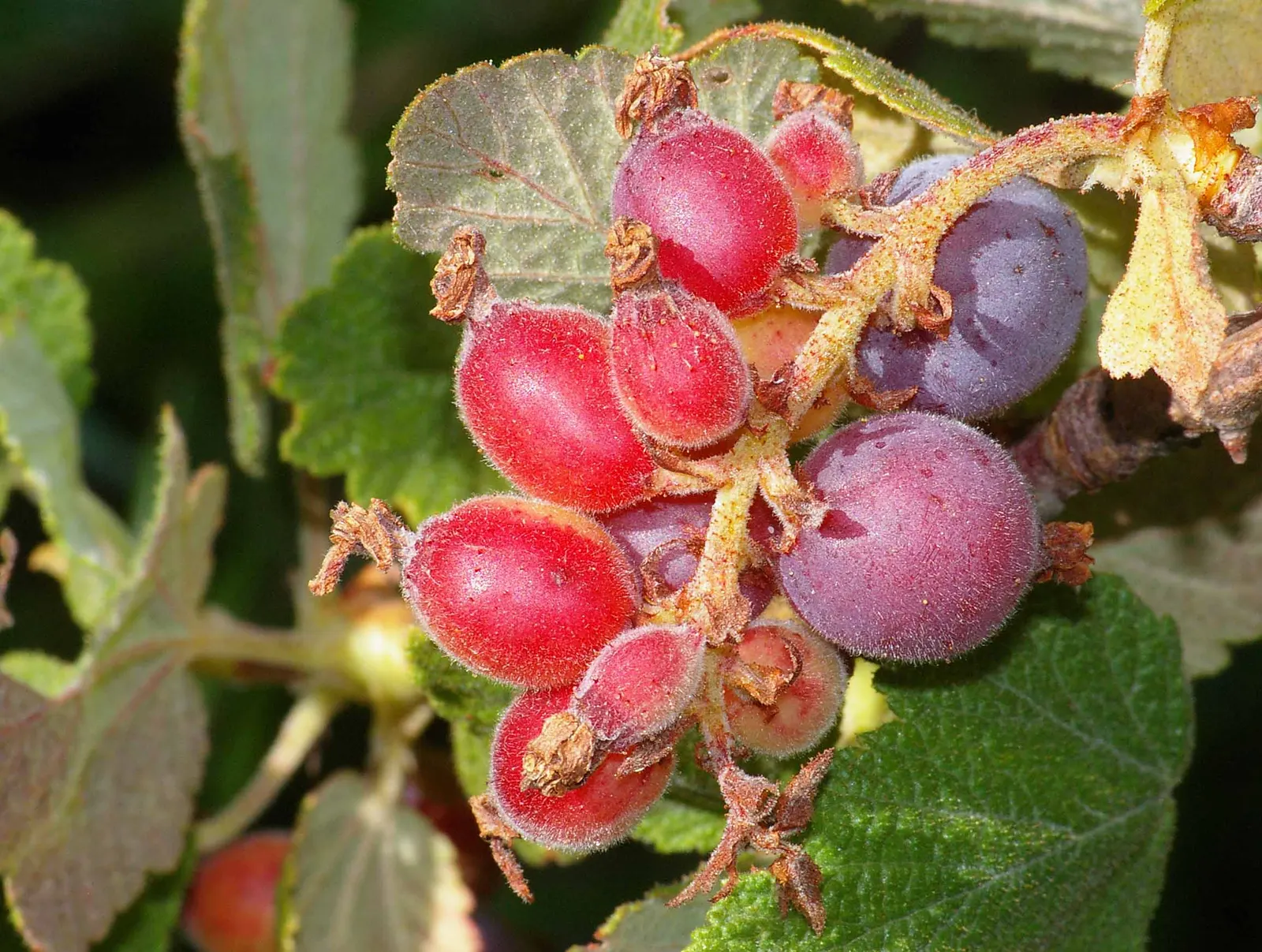Chaparral Currant (Ribes Malvaceum) — aromatic fragrance.<br><br>One of the most striking features of the Chaparral Currant is its floral display