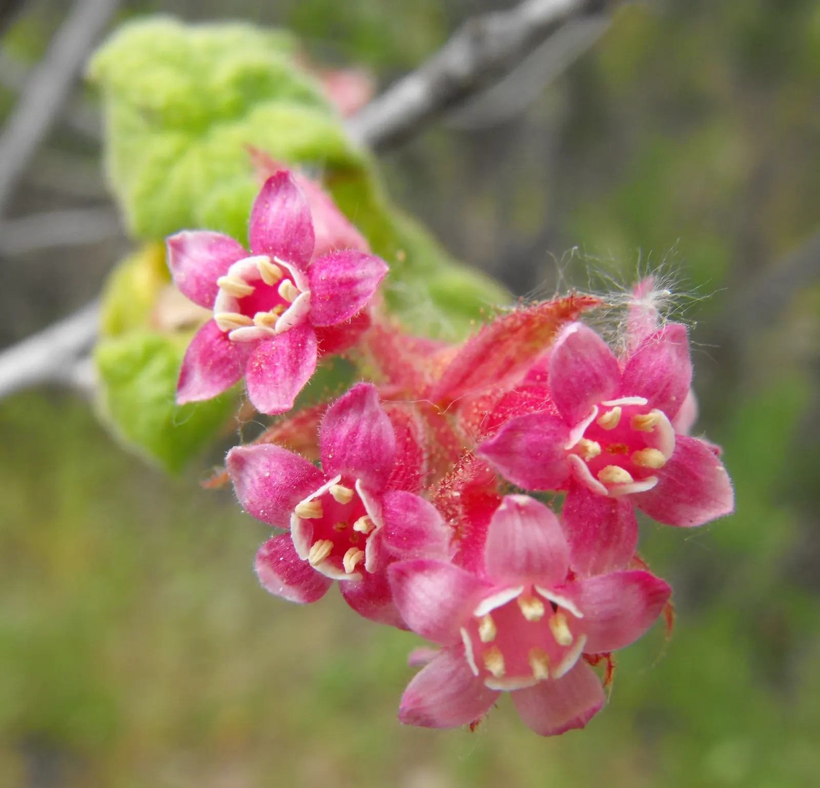 Chaparral Currant (Ribes Malvaceum) — Ribes malvaceum, or Chaparral Currant, is a deciduous shrub reaching 3-6 ft in height