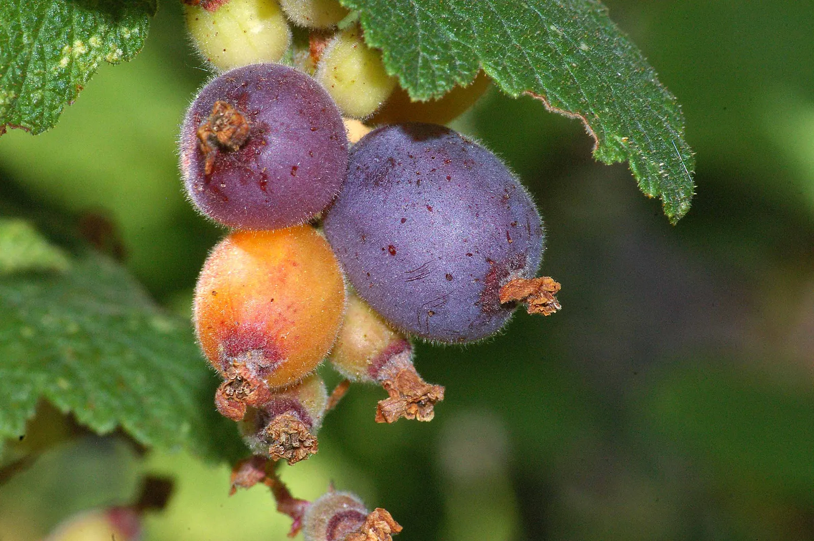 Chaparral Currant (Ribes Malvaceum) — From late fall to early spring