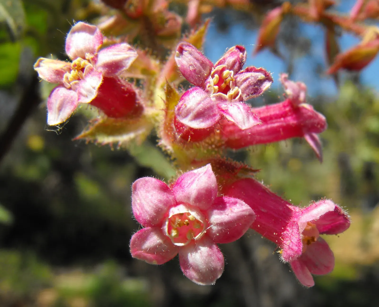 Chaparral Currant (Ribes Malvaceum) — the bush showcases pink to deep rose-colored flowers arranged in pendulous clusters