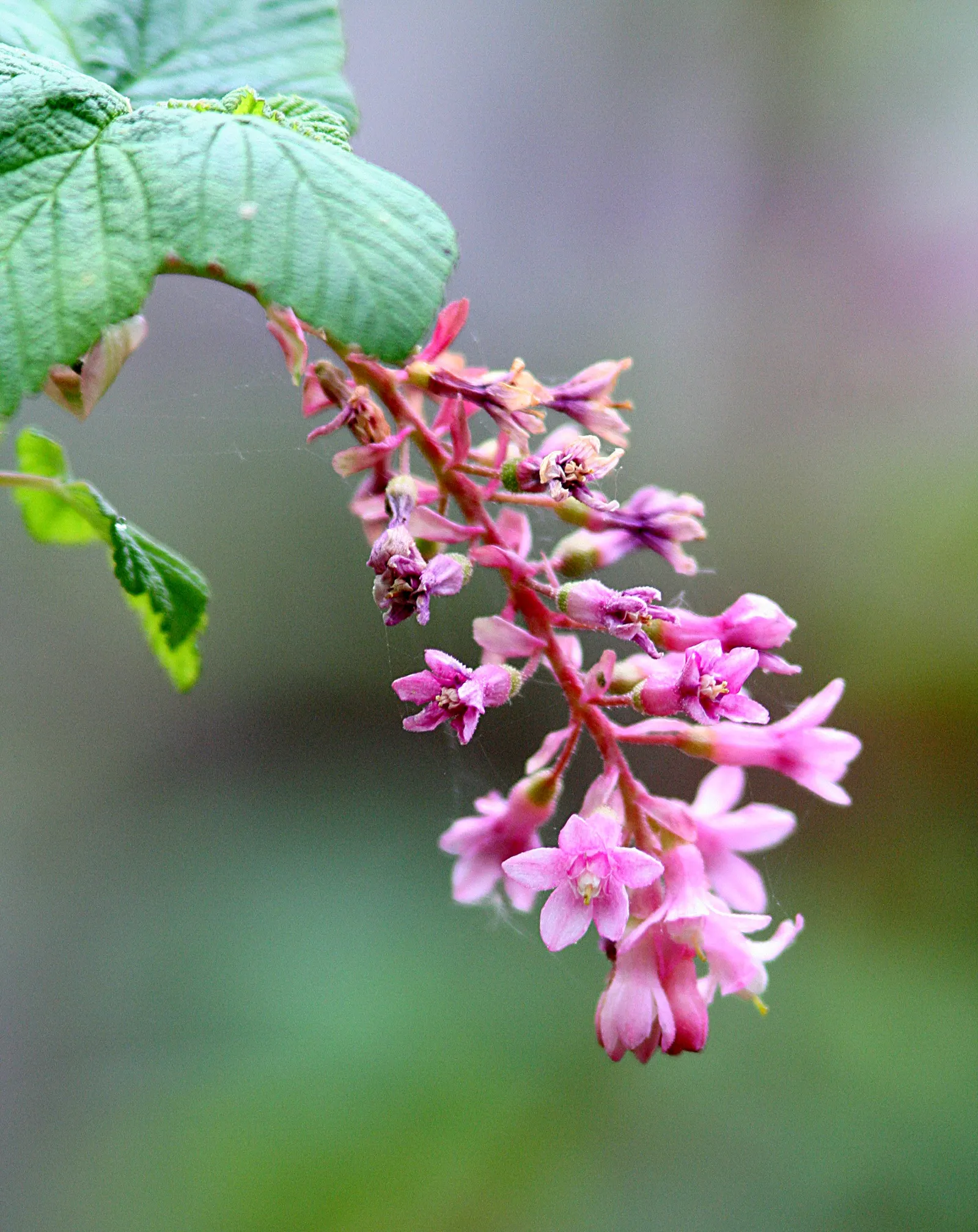 Chaparral Currant (Ribes Malvaceum) — Its arching branches bear heart-shaped