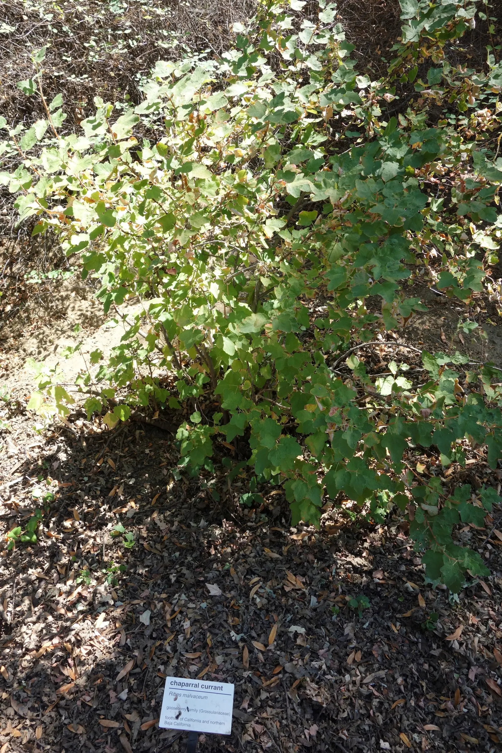 Chaparral Currant (Ribes Malvaceum) — scientifically known as Ribes malvaceum