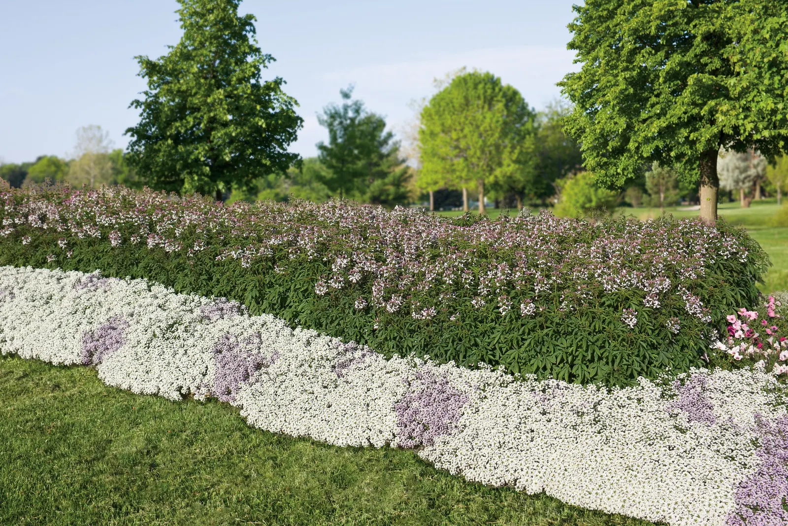 Señorita Blanca® II Spider Flower (Cleome hassleriana) — It grows 24-48 inches tall and 18-24 inches wide, bringing airy height to beds and containers