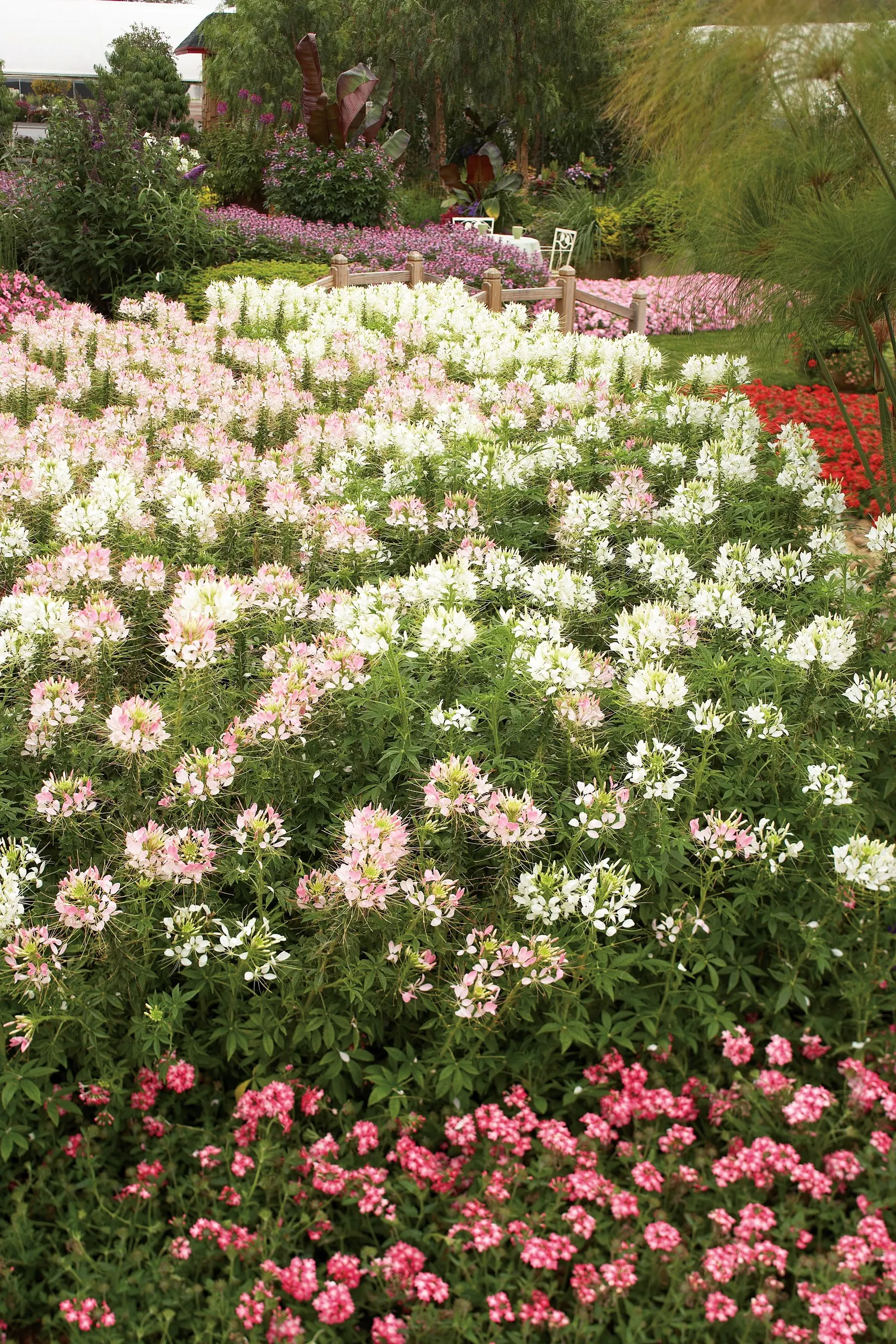 Señorita Blanca® II Spider Flower (Cleome hassleriana) — is an upright annual with clean white blooms above dark green foliage
