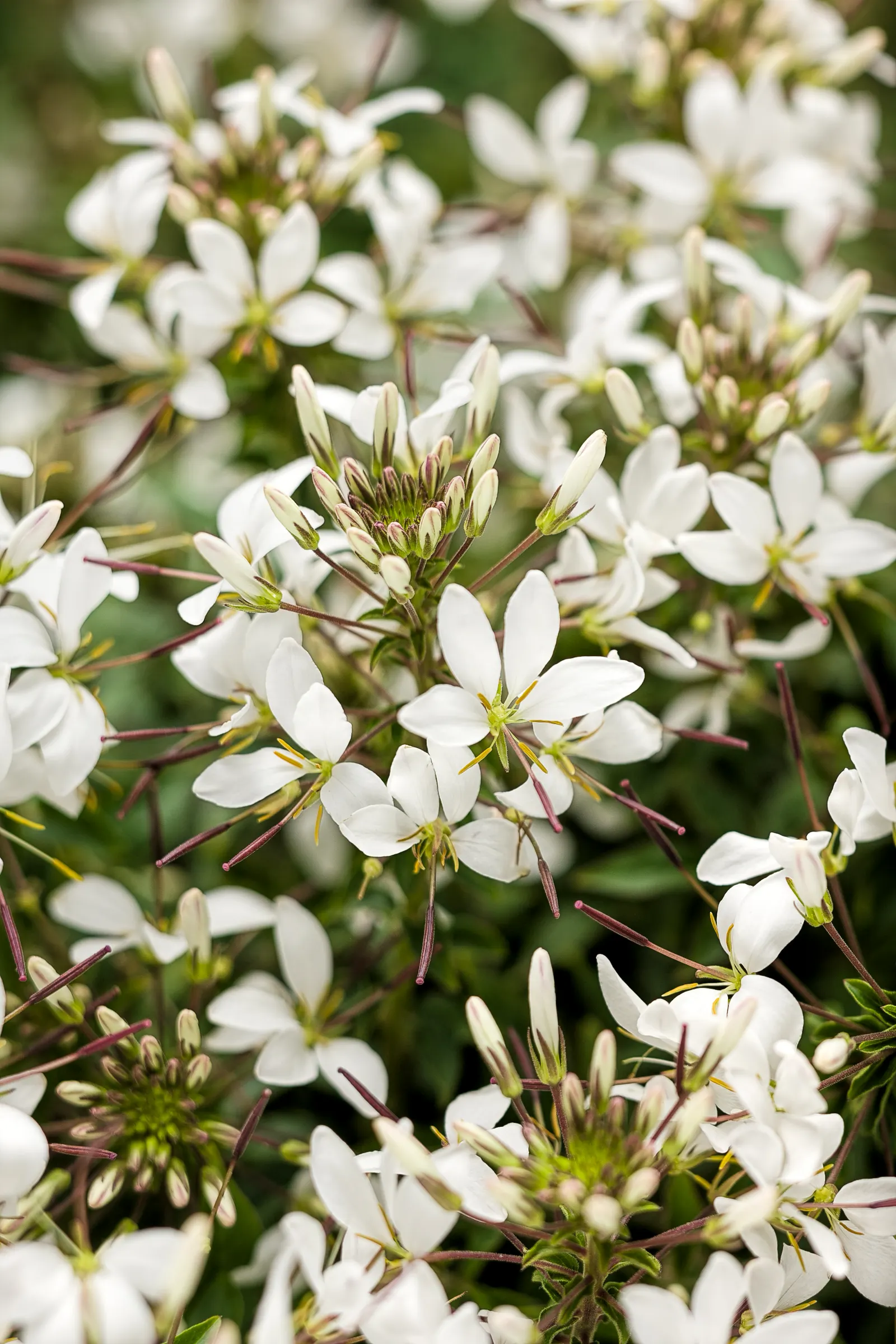 Señorita Blanca® II Spider Flower (Cleome hassleriana) — and its sturdy stems have proven resilient in exposed