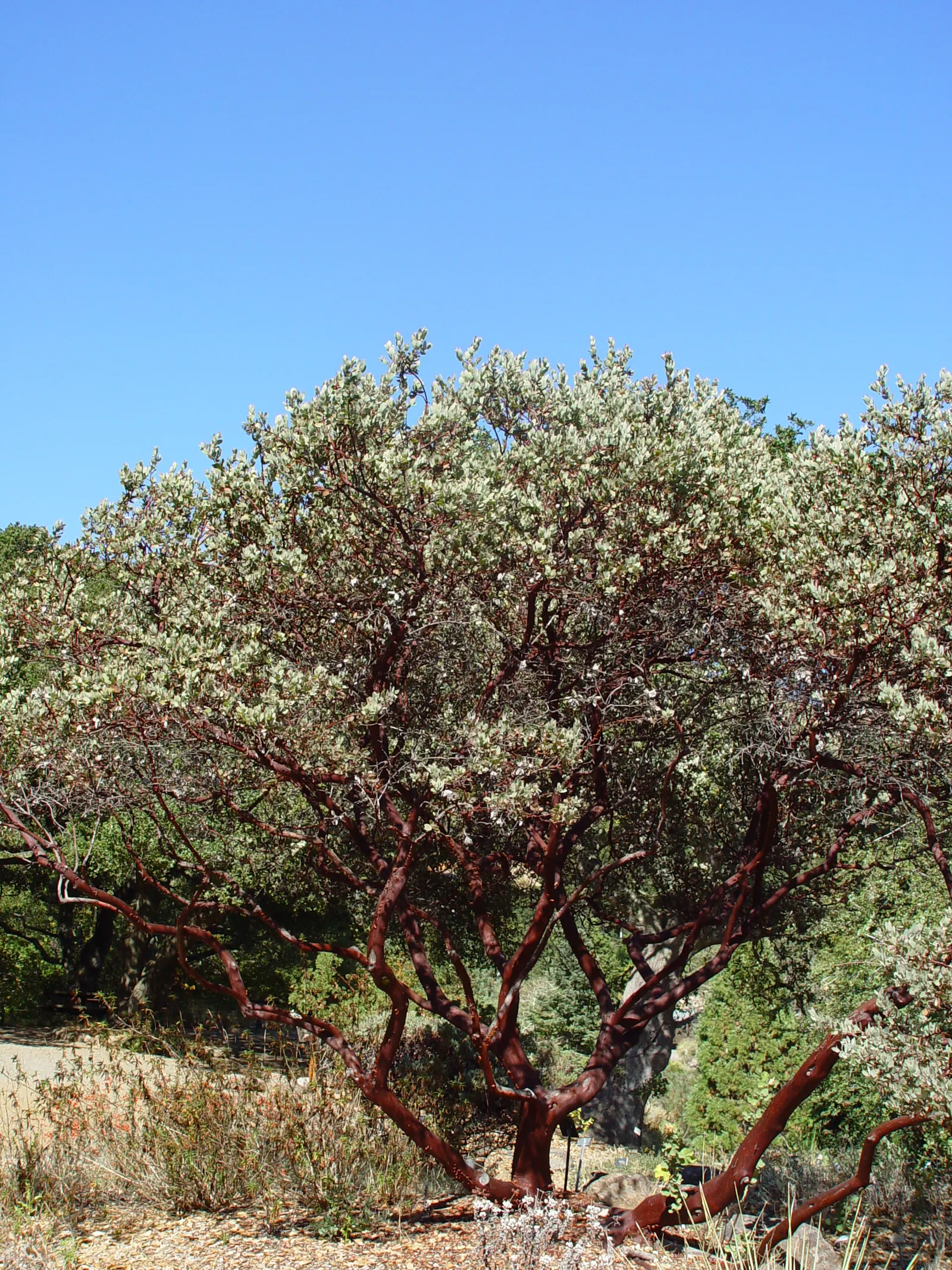 Island Manzanita (Arctostaphylos Insularis) — An exemplary selection for xeriscaping