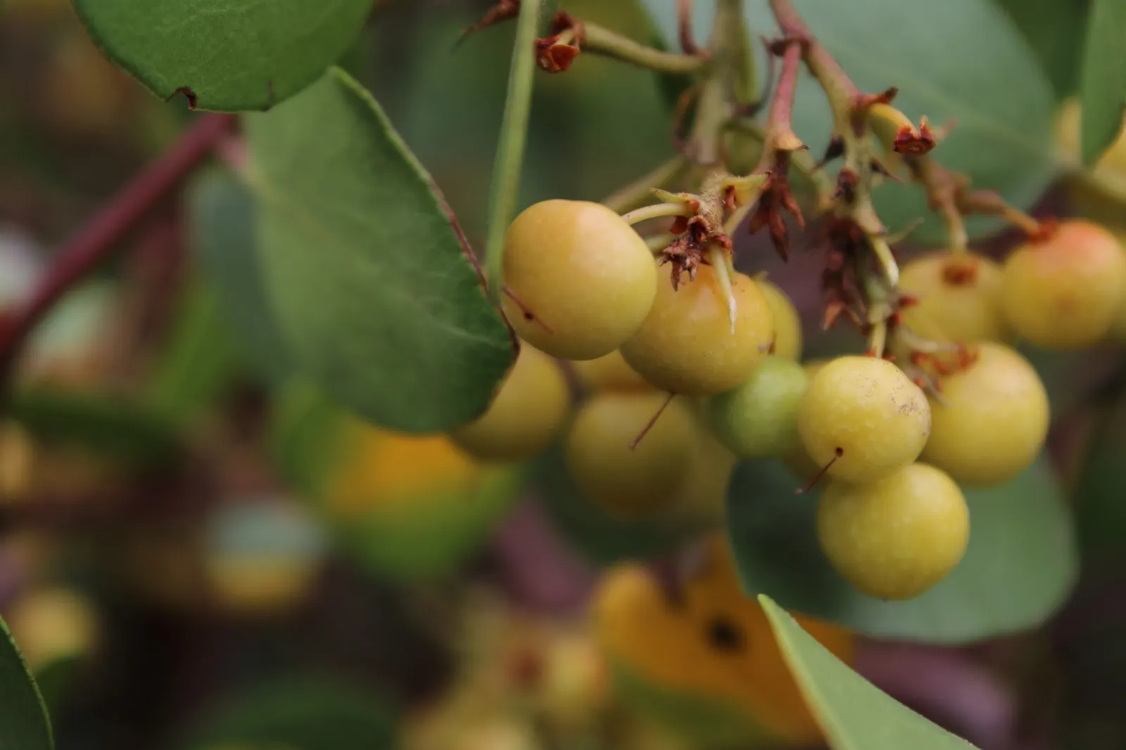 Island Manzanita (Arctostaphylos Insularis) — expect an alluring display of light pink to white urn-shaped flowers