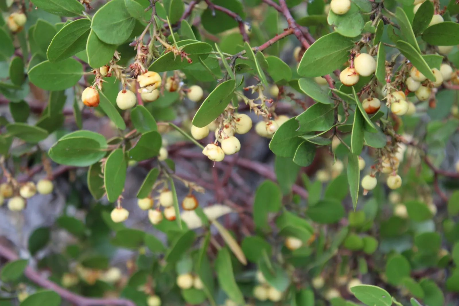 Island Manzanita (Arctostaphylos Insularis) — Optimal exposure includes full sun to light shade, with minimal supplemental watering once established
