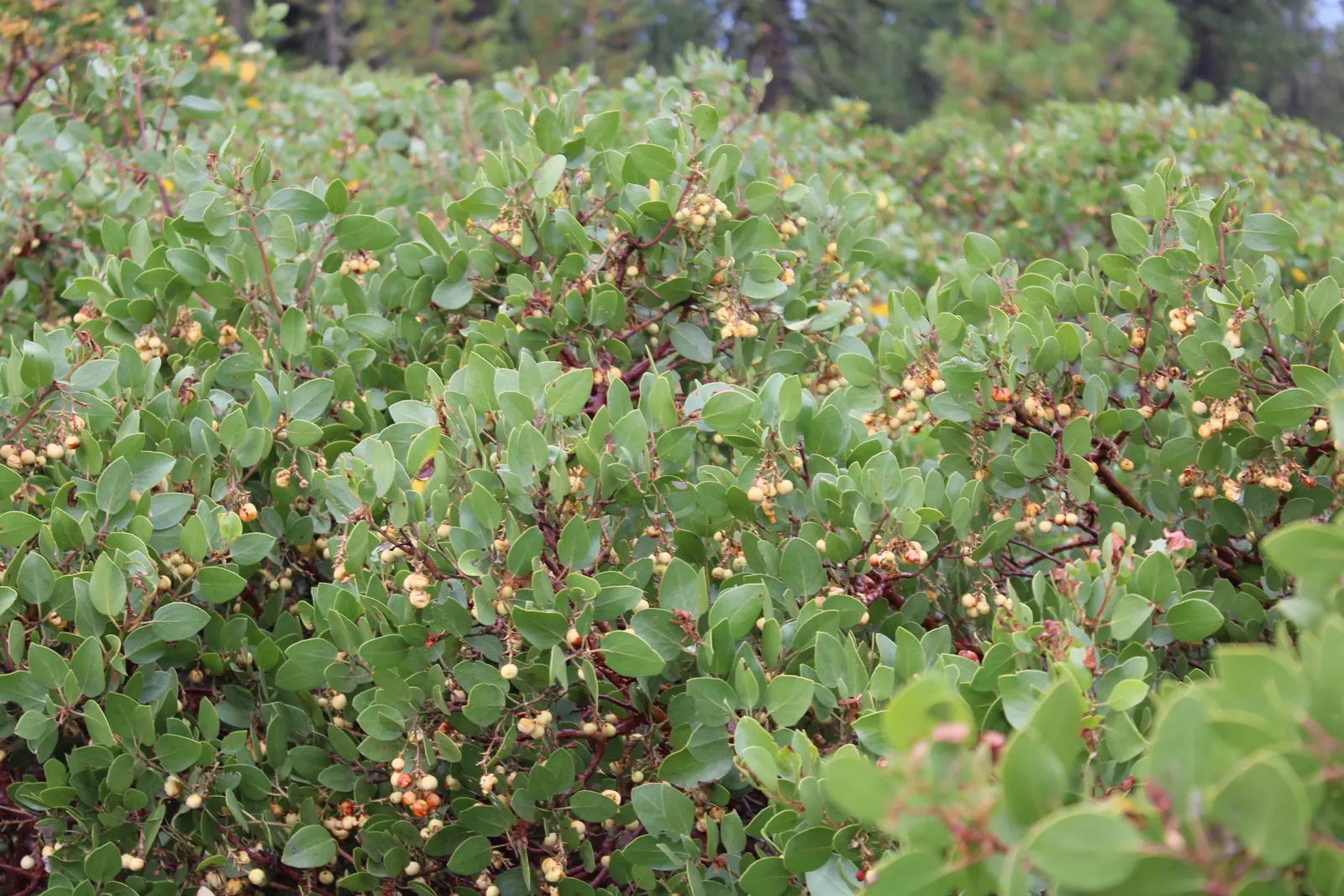 Island Manzanita (Arctostaphylos Insularis) — Its evergreen leaves are a gray-green hue