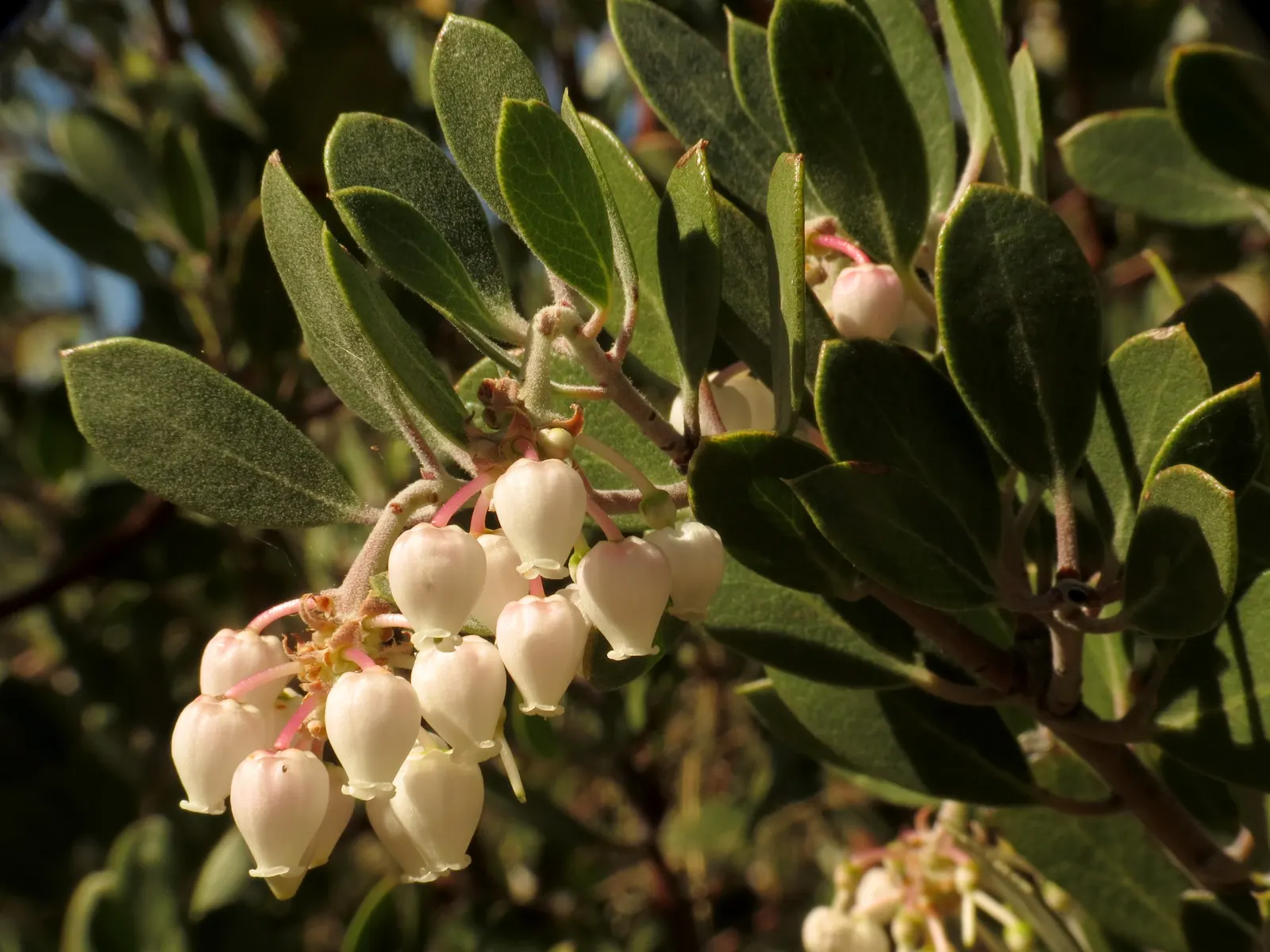 Island Manzanita (Arctostaphylos Insularis) — which eventually give way to red-brown fruits