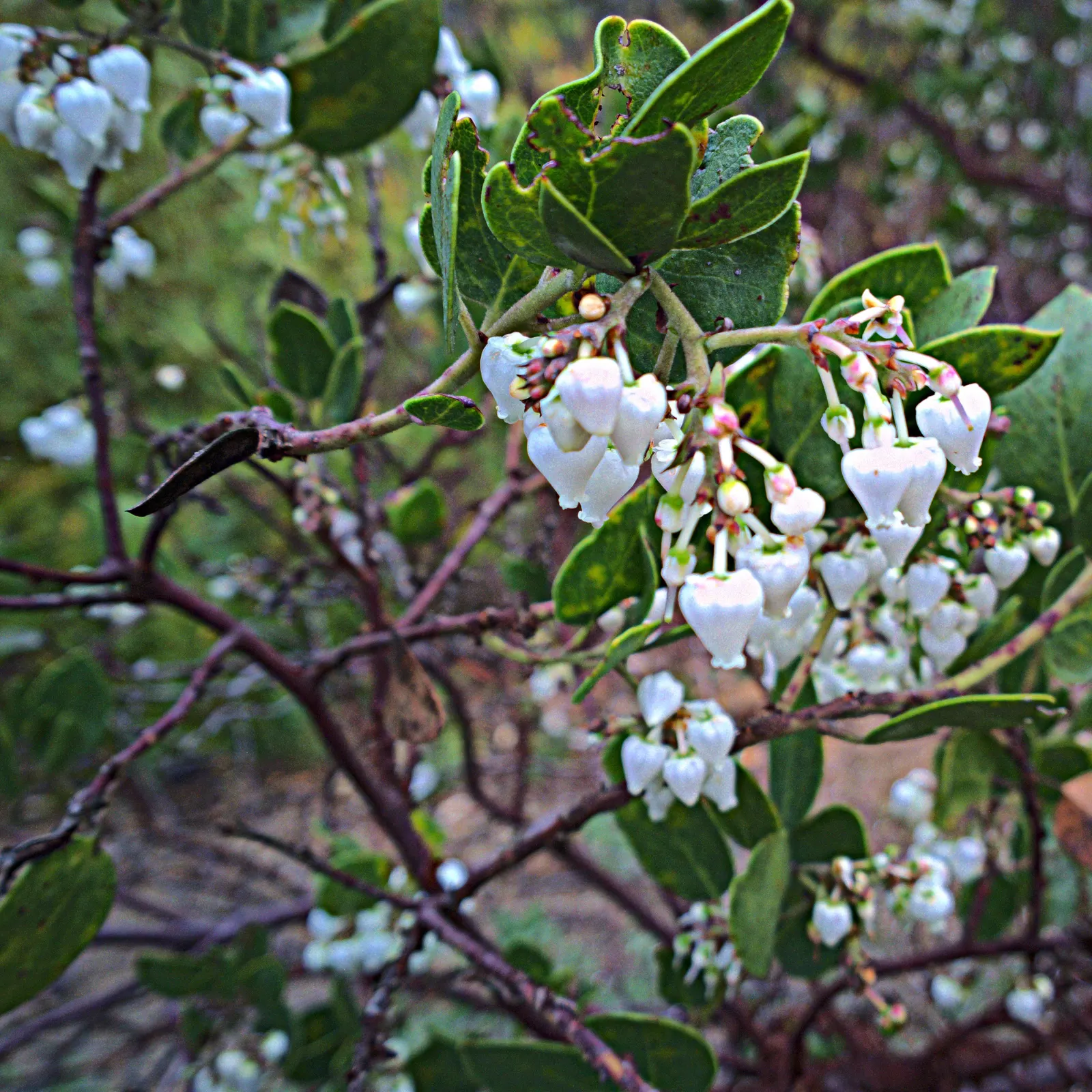 Island Manzanita (Arctostaphylos Insularis) — This evergreen plant is renowned for its twisting