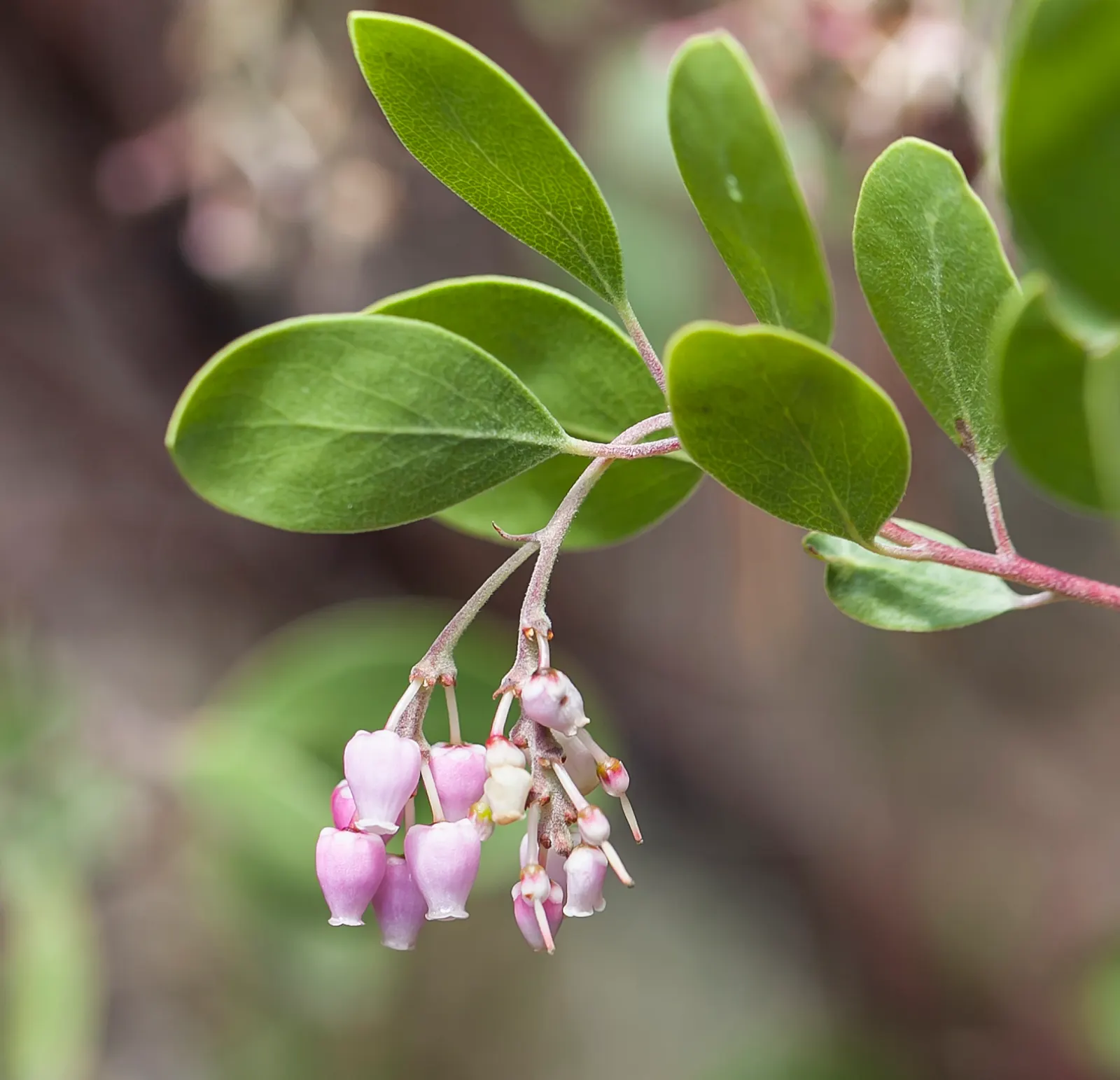 Island Manzanita (Arctostaphylos Insularis) — Arctostaphylos insularis, or Island Manzanita, is a statuesque shrub native to the California Channel Islands