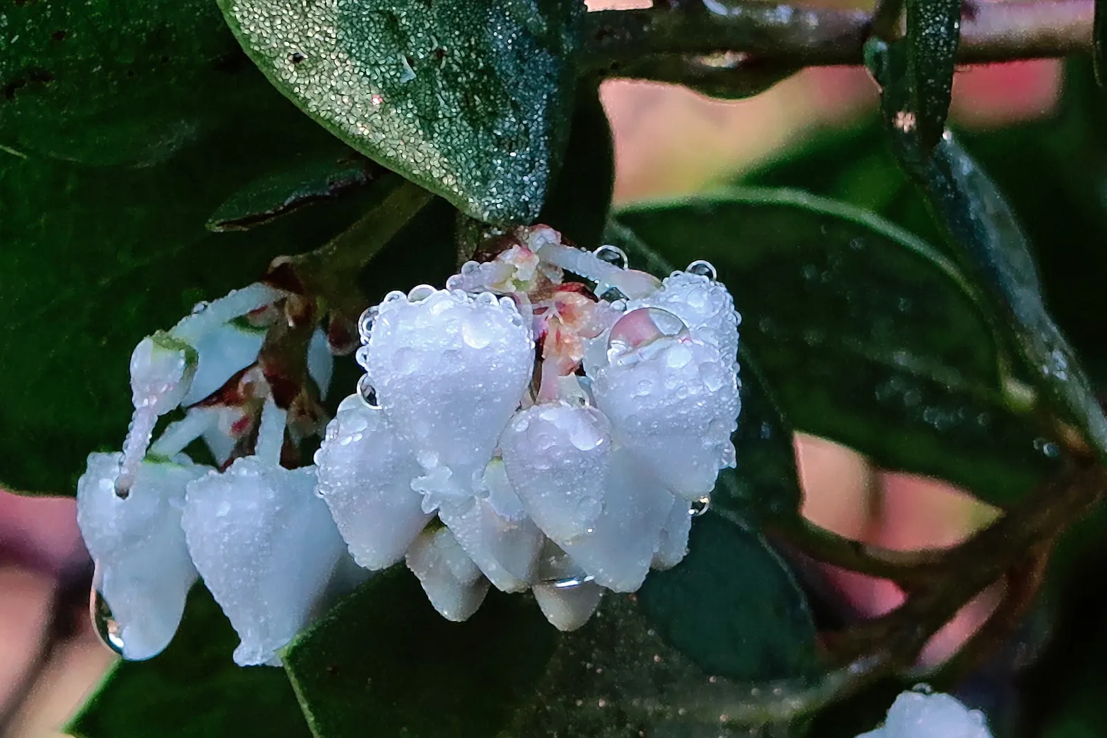 Island Manzanita (Arctostaphylos Insularis) — Remember that this species is fire-resistant