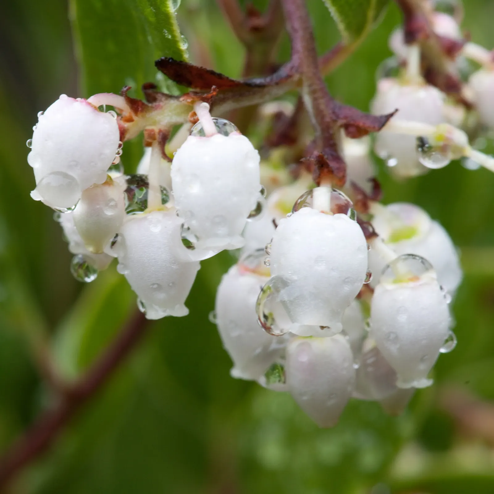 Island Manzanita (Arctostaphylos Insularis) — In late winter to early spring