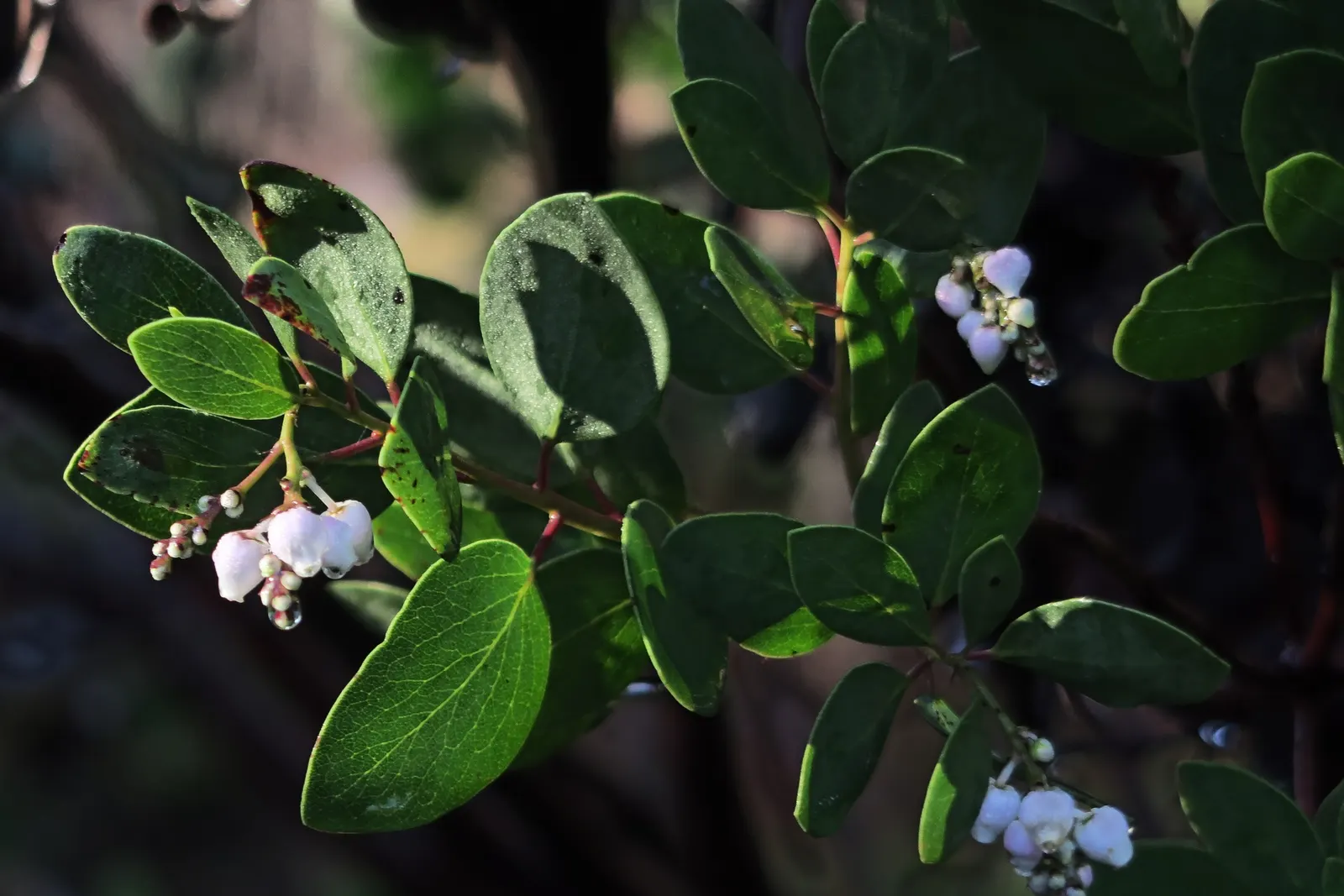 Island Manzanita (Arctostaphylos Insularis) — Prefers well-draining soil and full sun, hardy in USDA zones 8-10, and is drought-tolerant once established