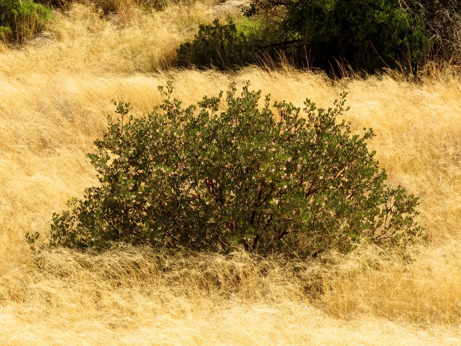 Island Manzanita (Arctostaphylos Insularis) — complemented by pinkish-white urn-shaped flowers in winter and spring