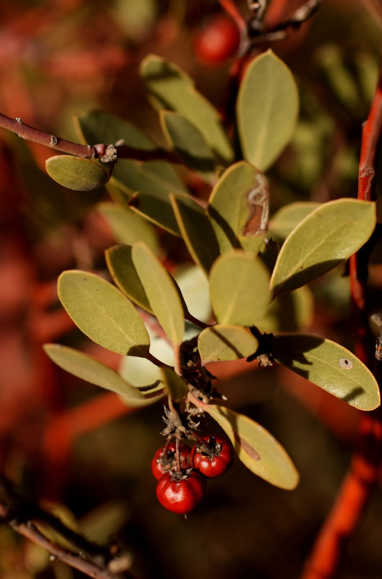 Island Manzanita (Arctostaphylos Insularis) — which are a deep green and hold their color year-round