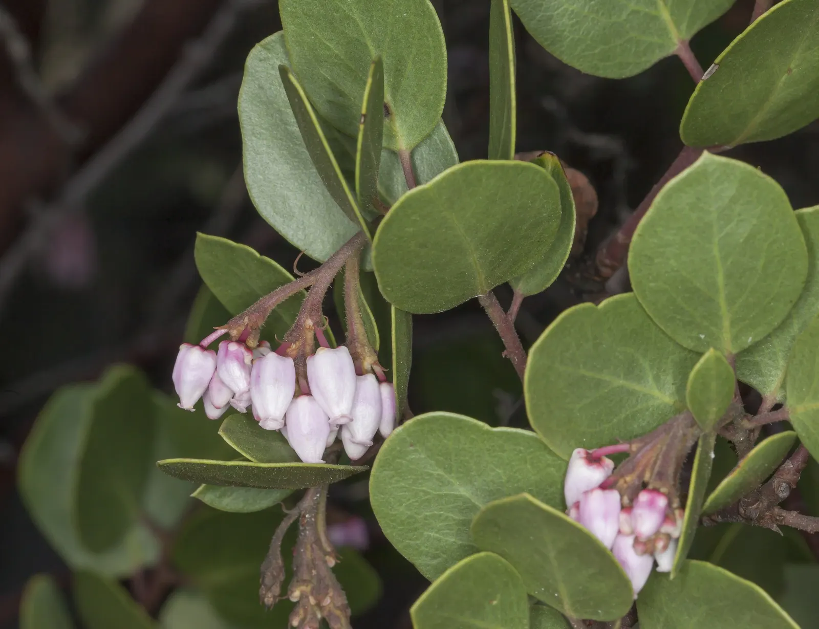 Island Manzanita (Arctostaphylos Insularis) — commonly referred to as the Island Manzanita