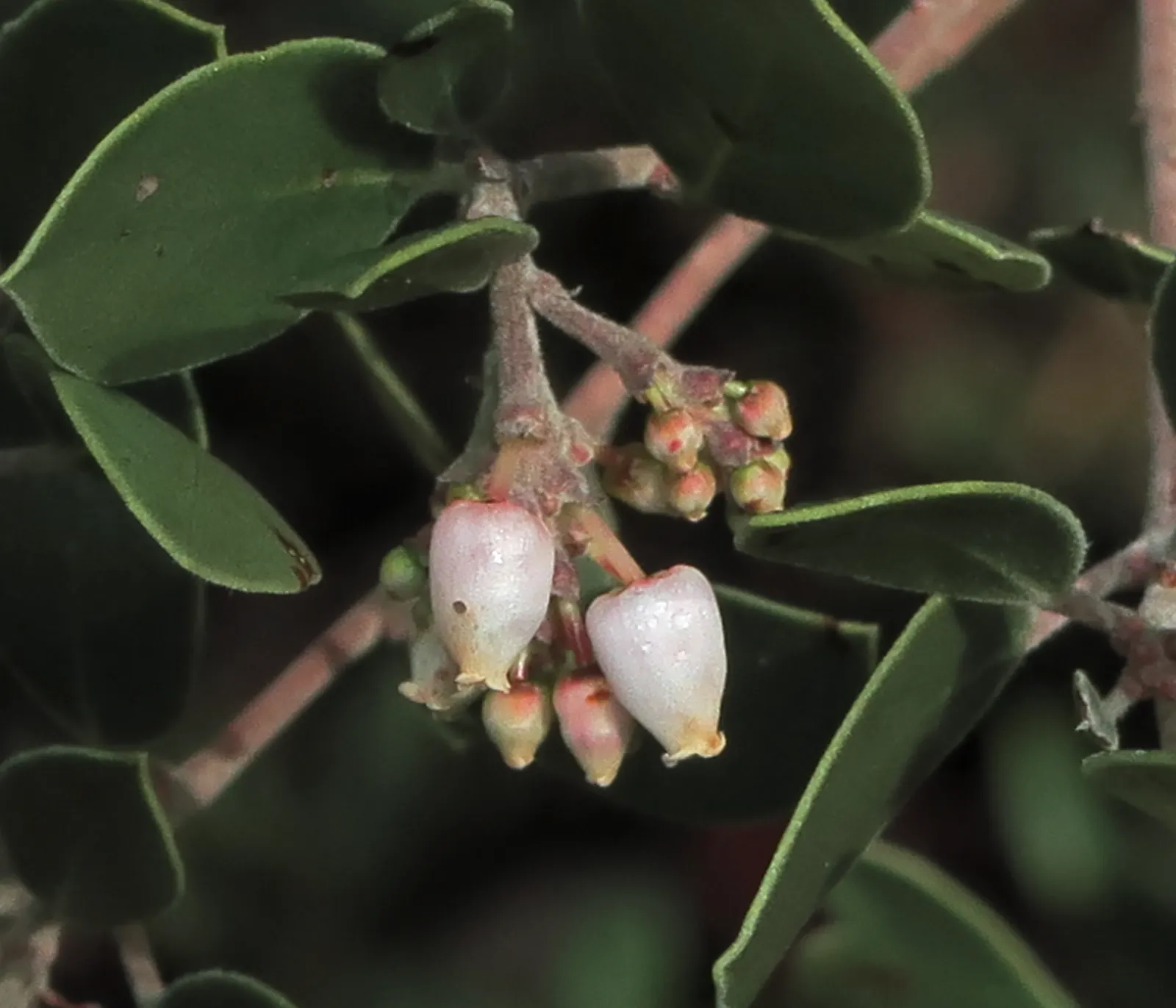 Island Manzanita (Arctostaphylos Insularis) — the Island Manzanita should be allocated ample space to accommodate its mature size