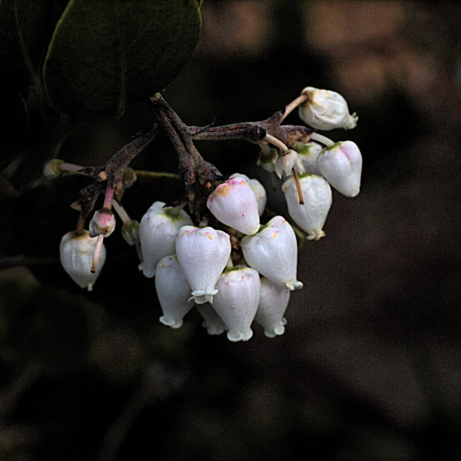 Island Manzanita (Arctostaphylos Insularis) — adding an extra layer of practicality in regions prone to wildfires
