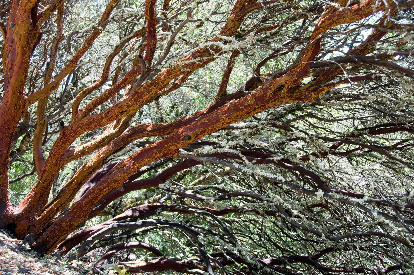 Island Manzanita (Arctostaphylos Insularis) — Ideal for xeriscaping, it grows 6-12 feet tall and wide, with twisted branches and smooth red bark