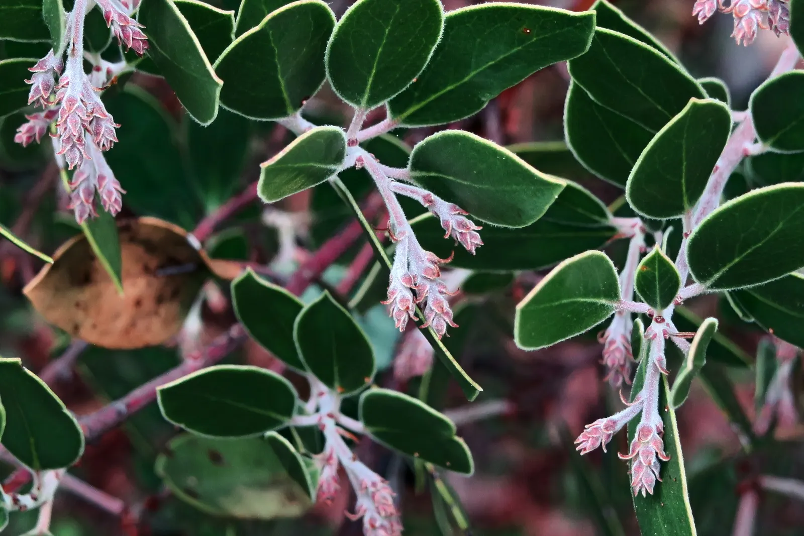 Island Manzanita (Arctostaphylos Insularis) — attracting a host of birds and pollinators to the garden.<br><br>For landscape designs