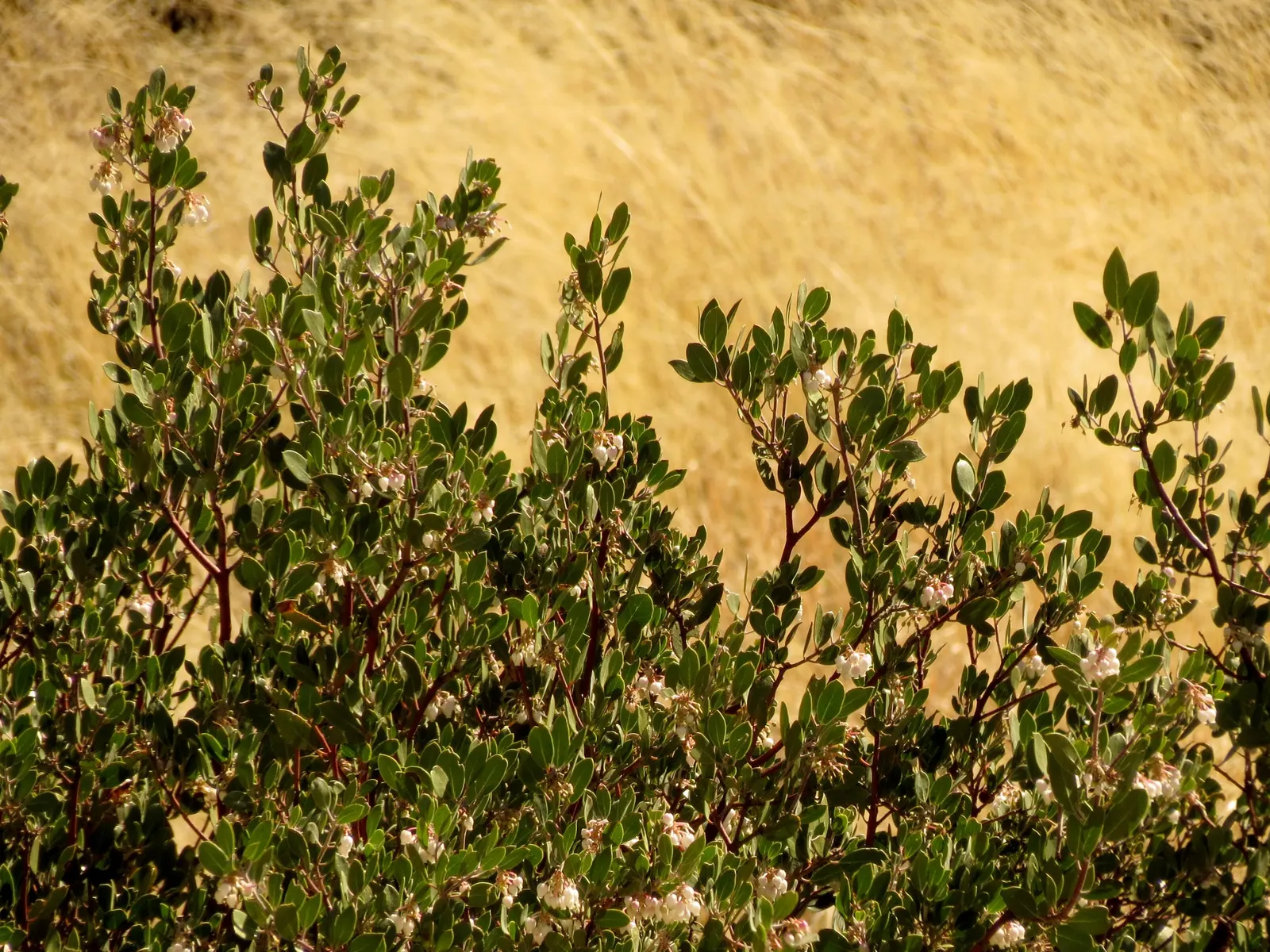 Island Manzanita (Arctostaphylos Insularis) — this Manzanita species boasts a rounded