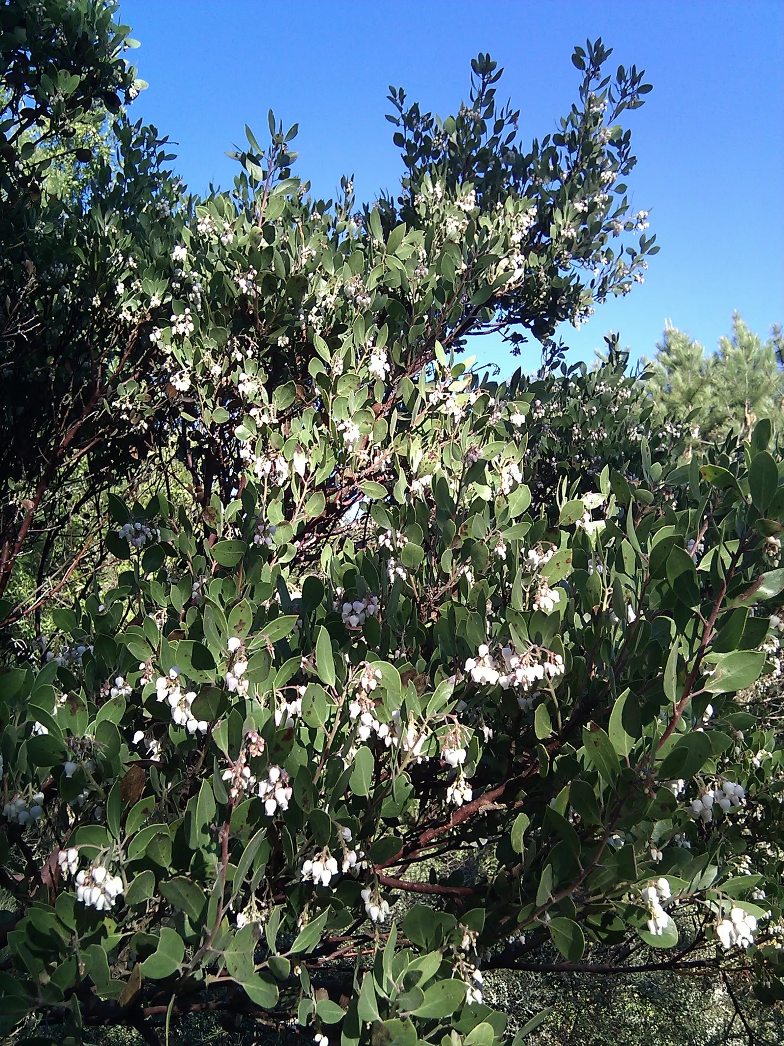 Island Manzanita (Arctostaphylos Insularis) — leathery leaves up to 2 inches long