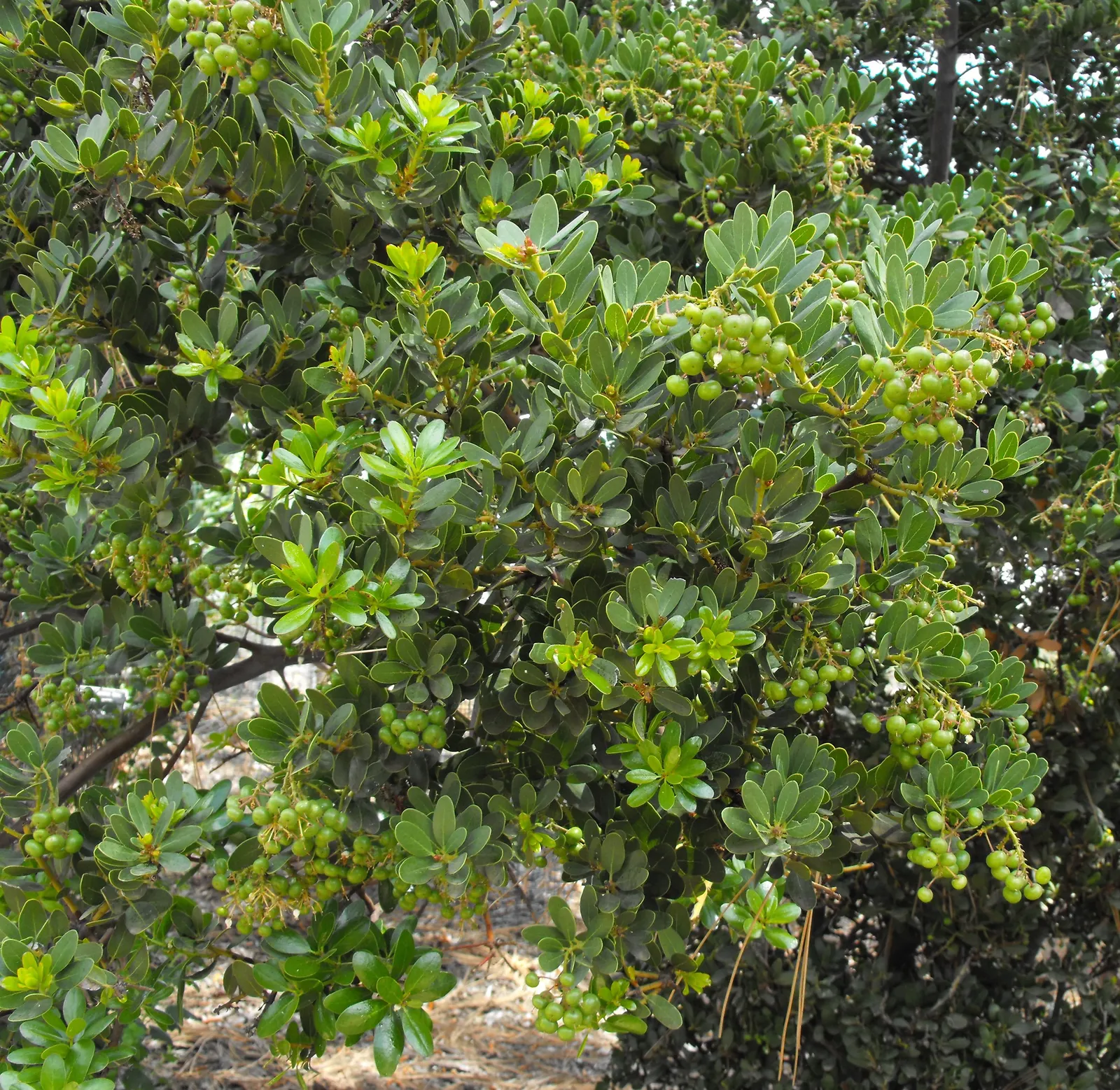 Island Manzanita (Arctostaphylos Insularis) — red-brown bark that peels back to reveal a smooth