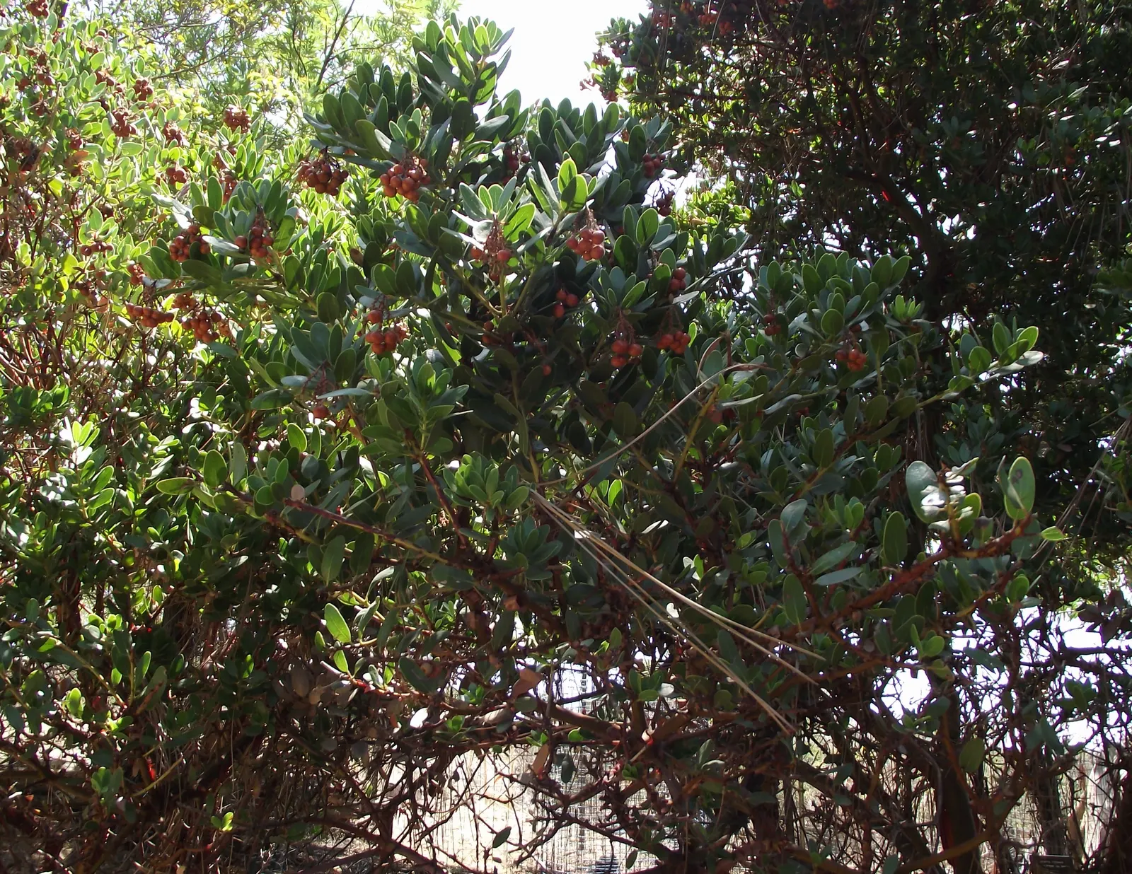 Island Manzanita (Arctostaphylos Insularis) — picturesque branches and striking