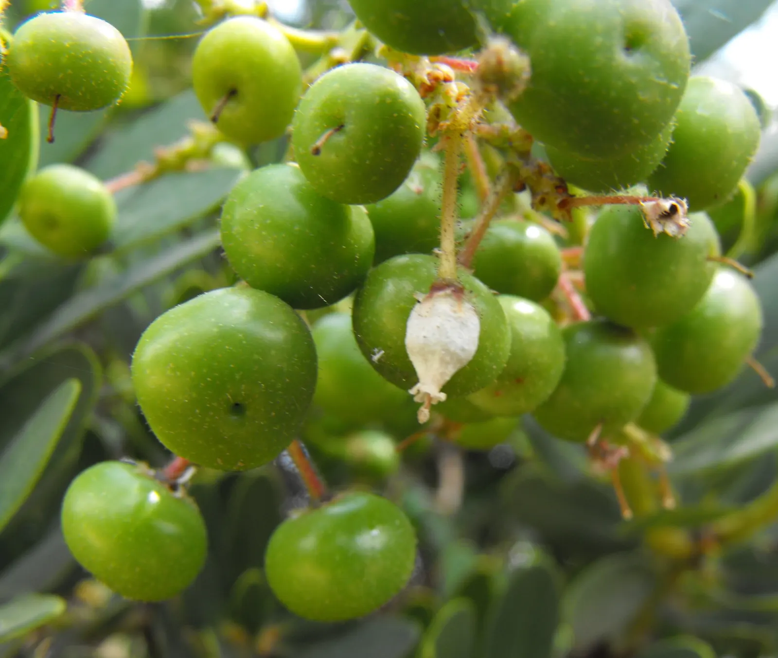Island Manzanita (Arctostaphylos Insularis) — is a distinctive shrub native to the Channel Islands off the coast of California
