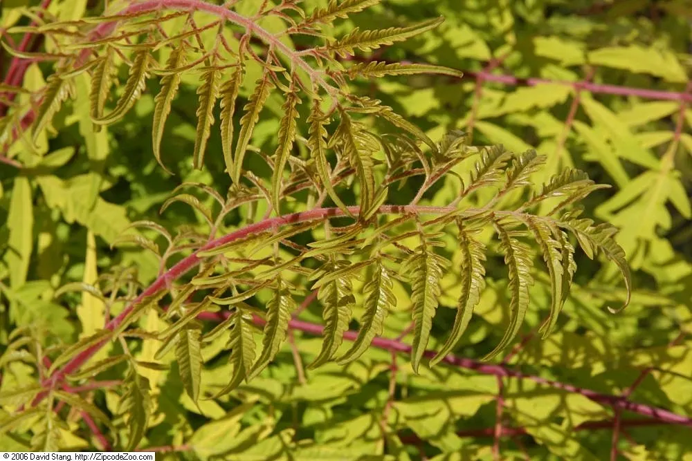 Tiger Eyes Sumac (Rhus Typhina 'Tiger Eyes') — With an ultimate height of 6 feet and a spread of up to 6 feet
