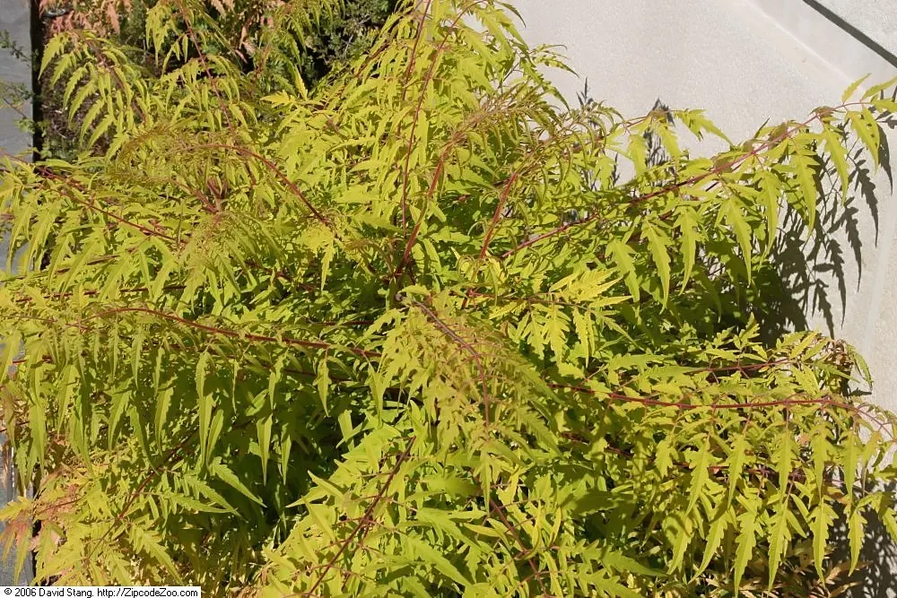 Tiger Eyes Sumac (Rhus Typhina 'Tiger Eyes') — feathery foliage which transitions to fiery oranges and reds in fall