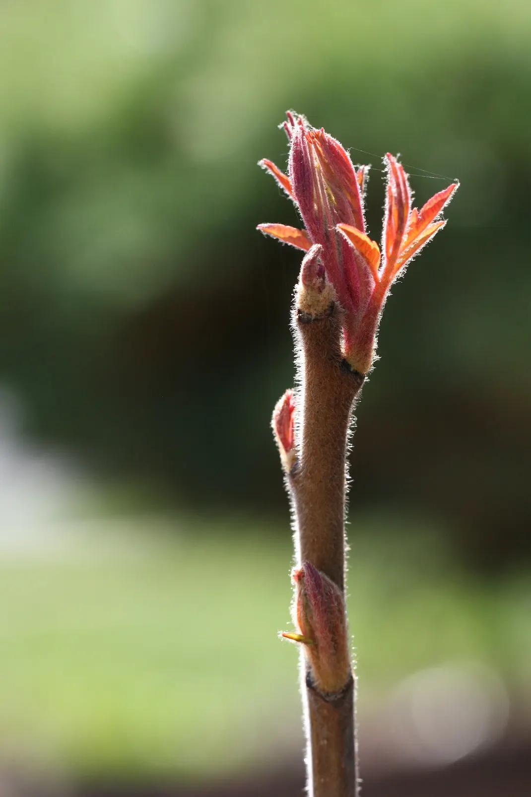 Tiger Eyes Sumac (Rhus Typhina 'Tiger Eyes') — The Rhus typhina 'Tiger Eyes' is a captivating dwarf cultivar known for its striking chartreuse