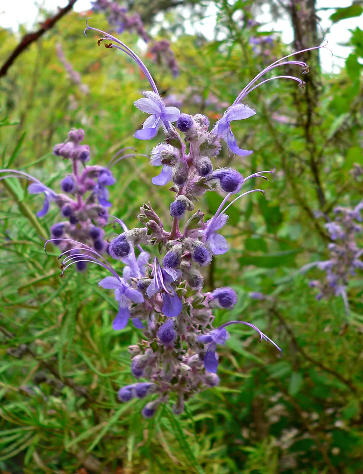 Woolly Blue Curls (Trichostema Lanatum) — showcasing deep purple blooms with exquisitely curving stamens