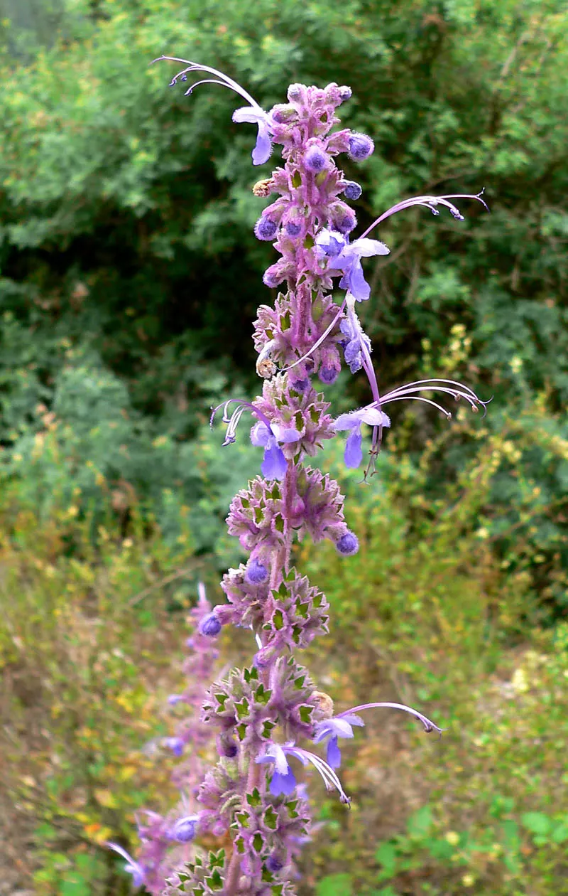 Woolly Blue Curls (Trichostema Lanatum) — This evergreen shrub typically reaches 3-5 feet in height and width