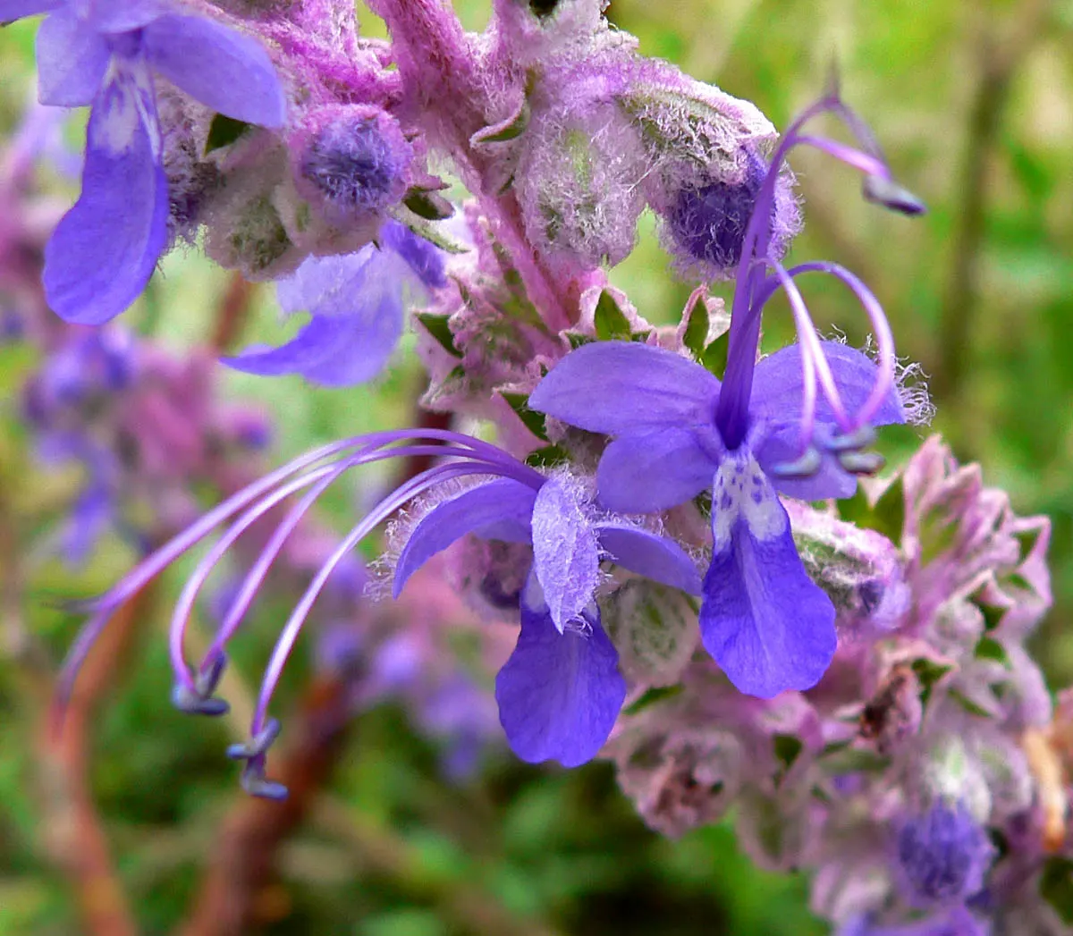 Woolly Blue Curls (Trichostema Lanatum) — The leaves of Trichostema lanatum are narrow and dark green with a slightly fuzzy texture