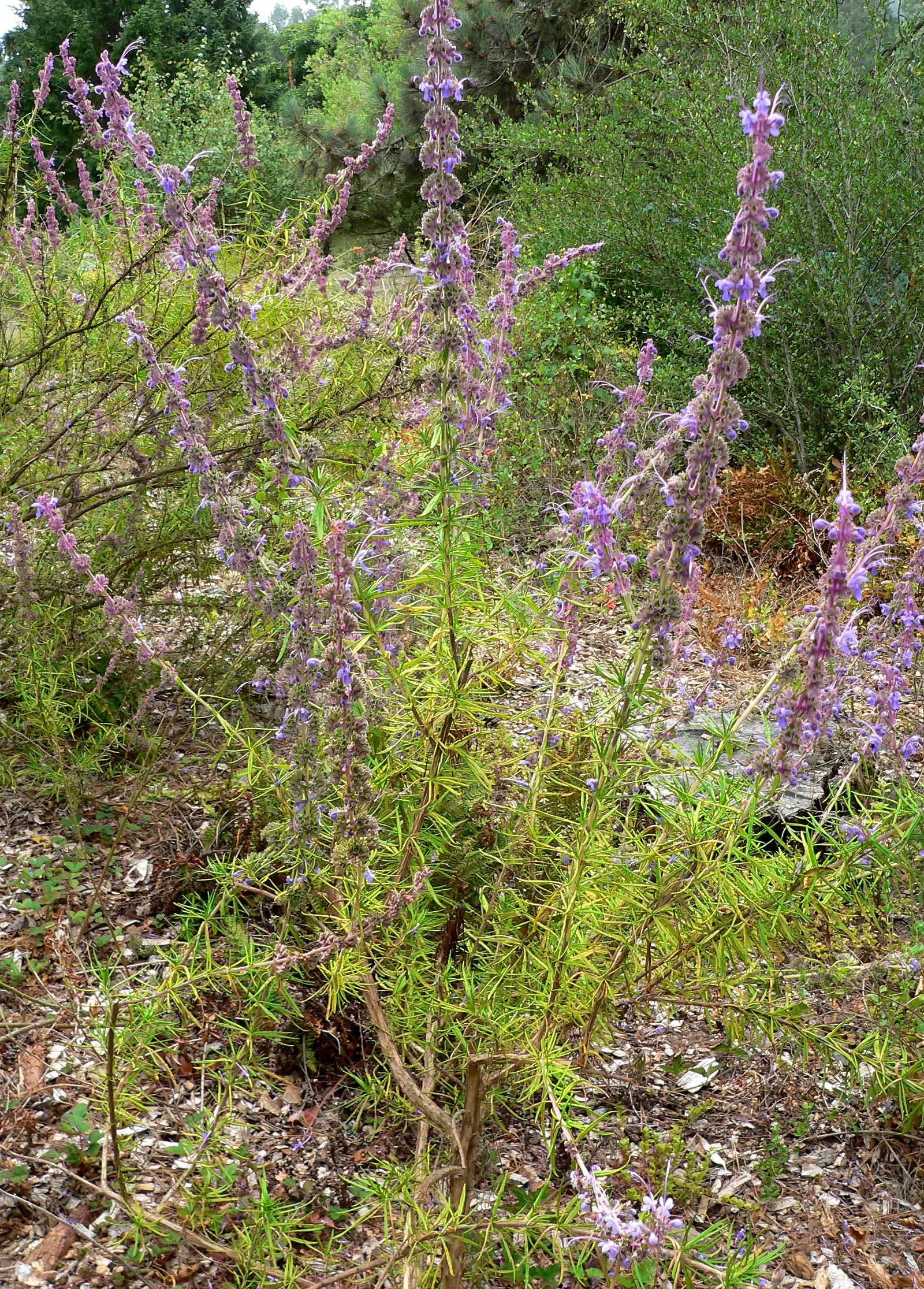 Woolly Blue Curls (Trichostema Lanatum) — It thrives in full sun, well-draining soil, and requires minimal water once established