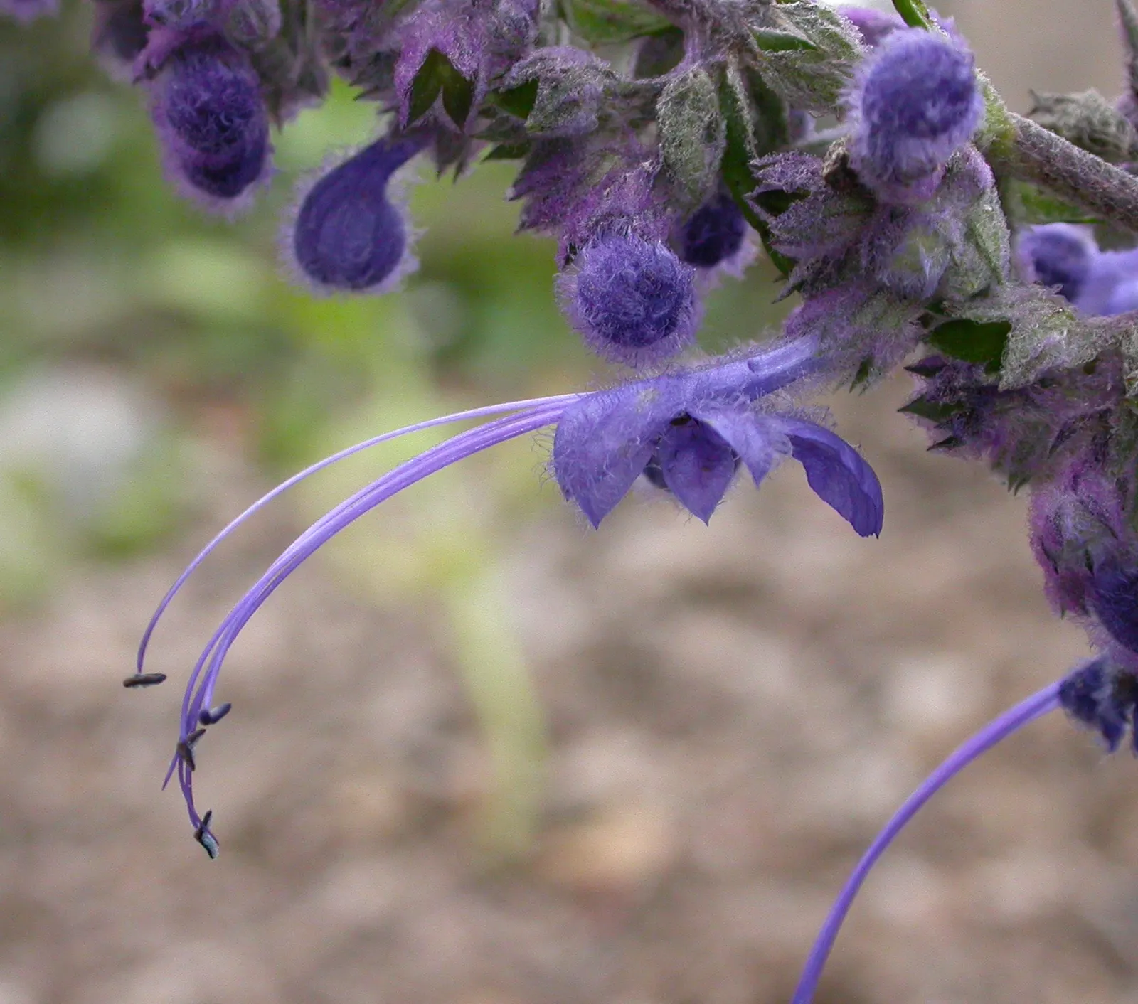Woolly Blue Curls (Trichostema Lanatum) — Woolly Blue Curls (Trichostema lanatum) is a striking California native
