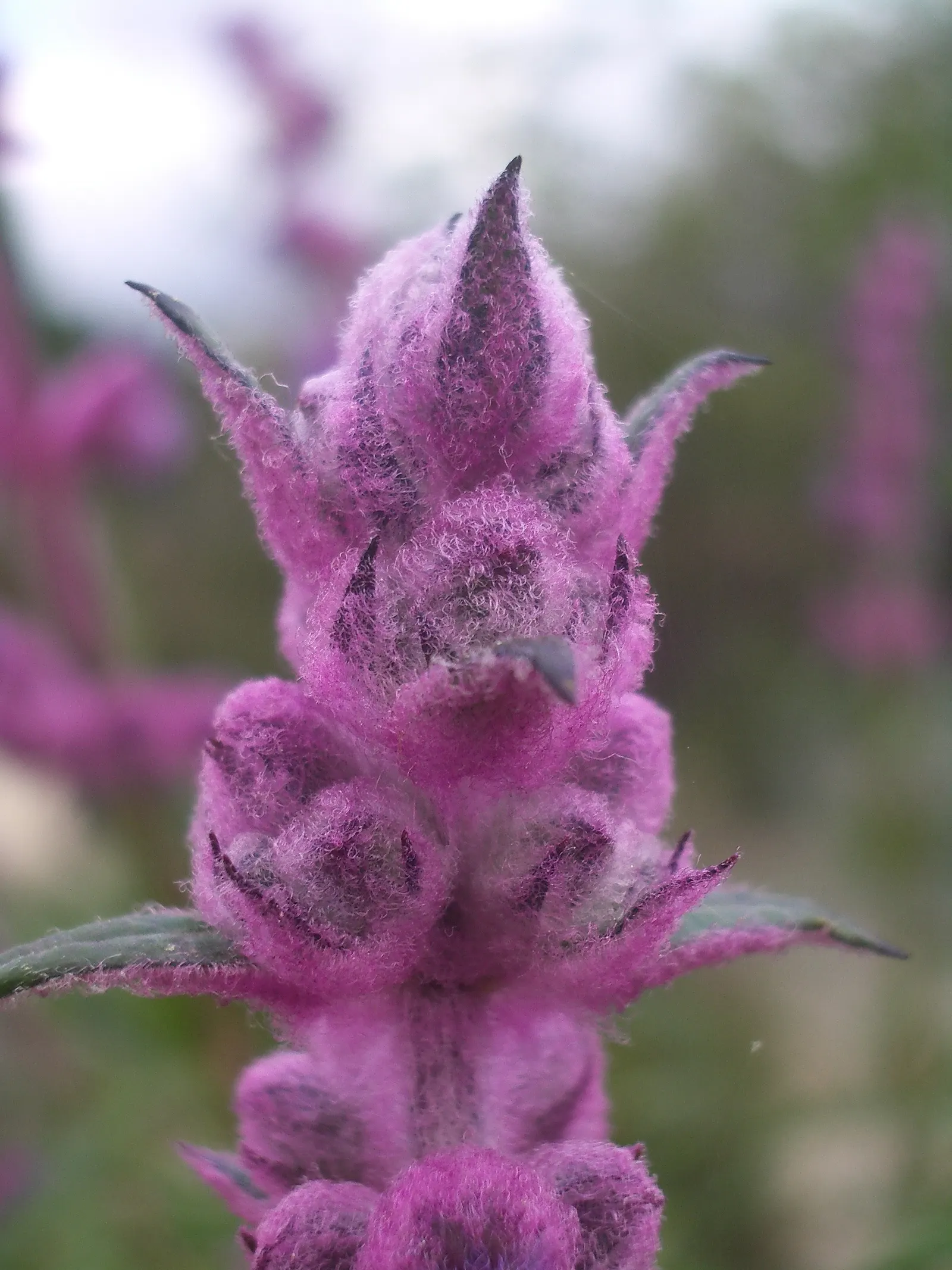 Woolly Blue Curls (Trichostema Lanatum) — It is drought-tolerant once established, aligning with water-wise landscaping principles