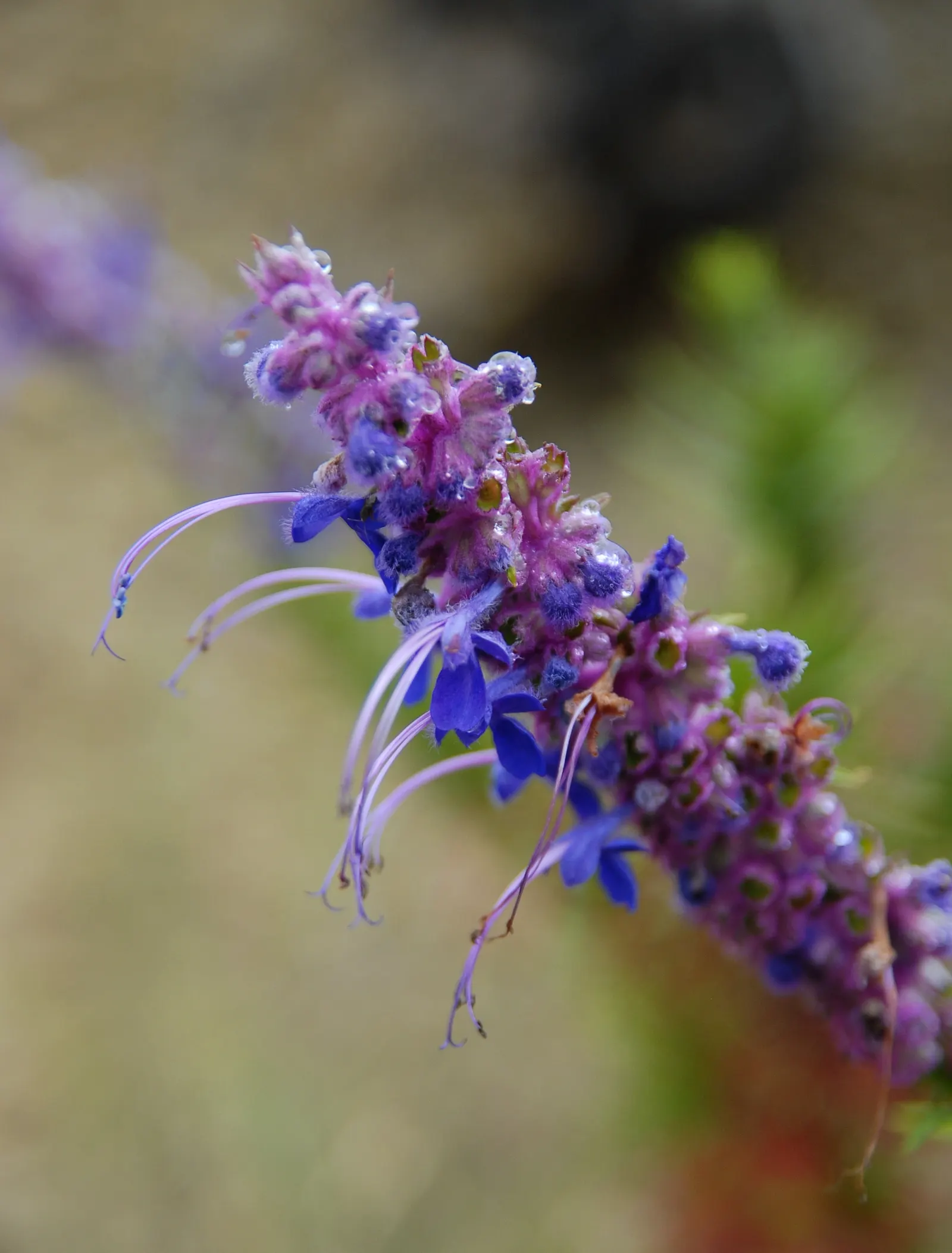 Woolly Blue Curls (Trichostema Lanatum) — It is highly esteemed for its distinctive aromatic foliage and striking flower spikes