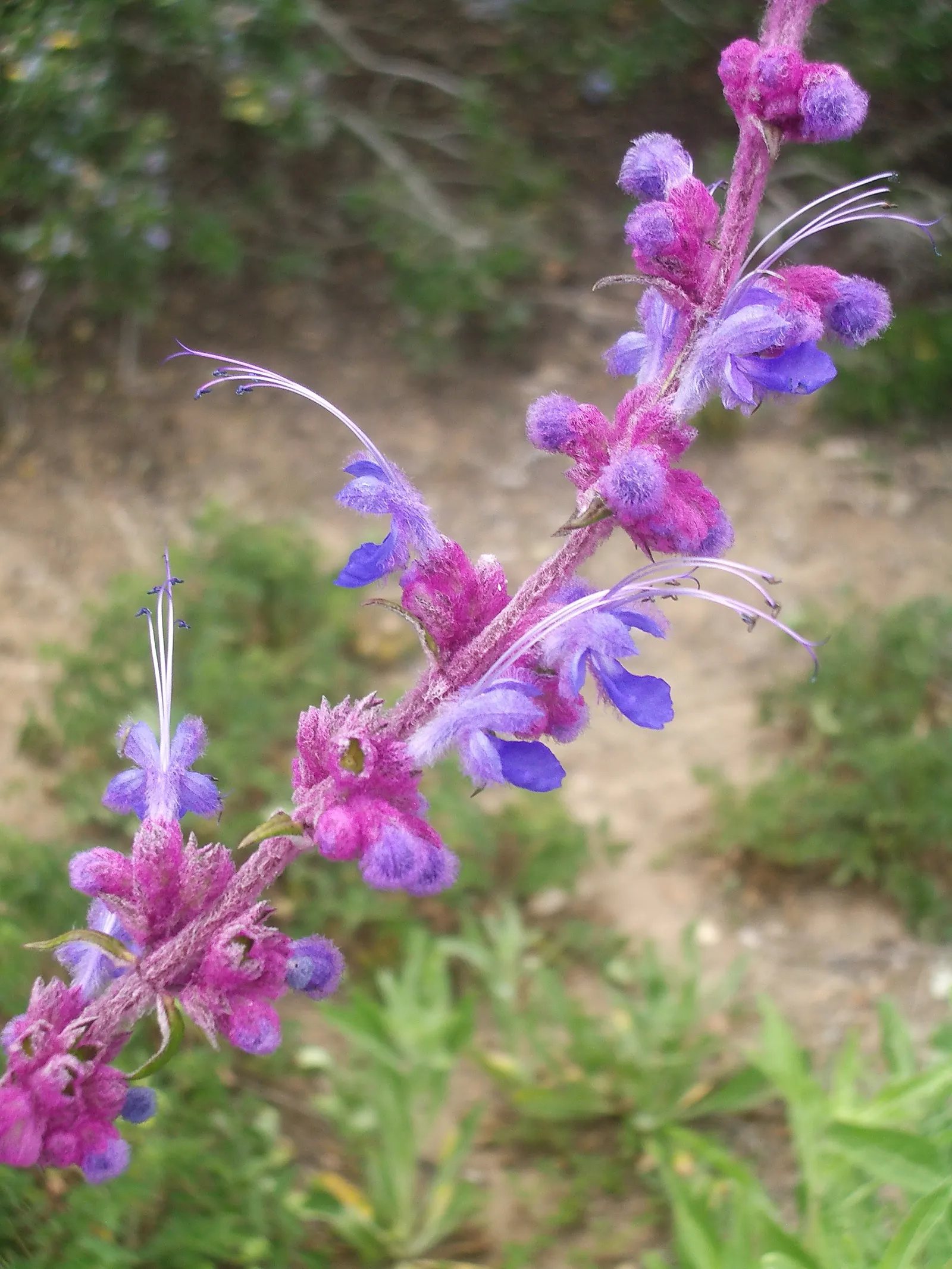Woolly Blue Curls (Trichostema Lanatum) — thus supporting local ecosystems.<br><br>For optimal growth