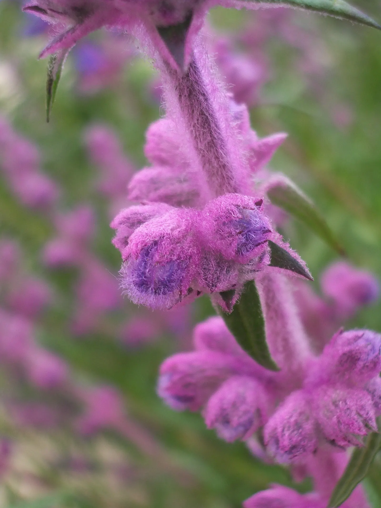 Woolly Blue Curls (Trichostema Lanatum) — is an evergreen shrub native to the chaparral and coastal sage scrub areas of California