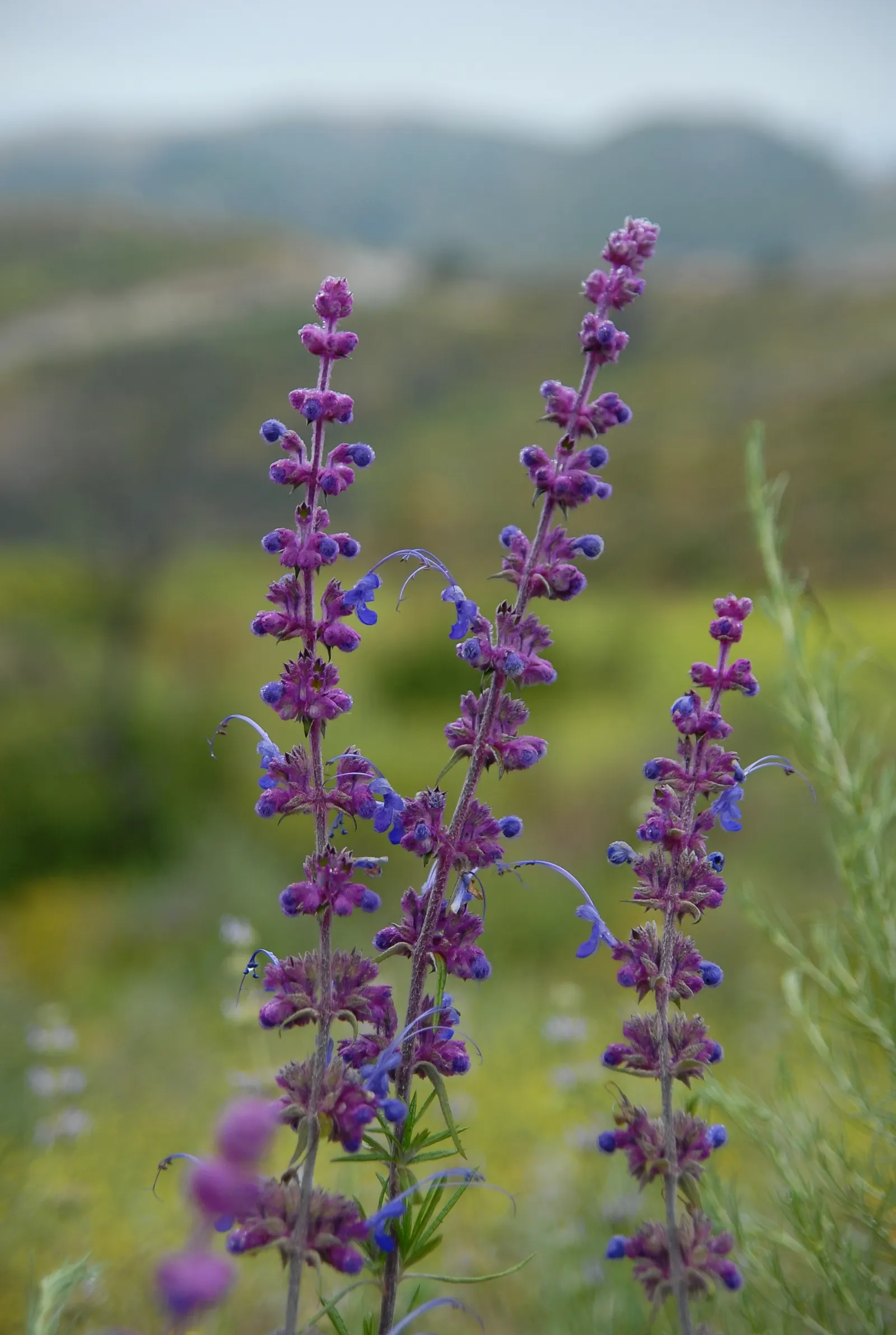 Woolly Blue Curls (Trichostema Lanatum) — Its fragrant, narrow leaves are coated in fine hairs, giving a grey-green appearance
