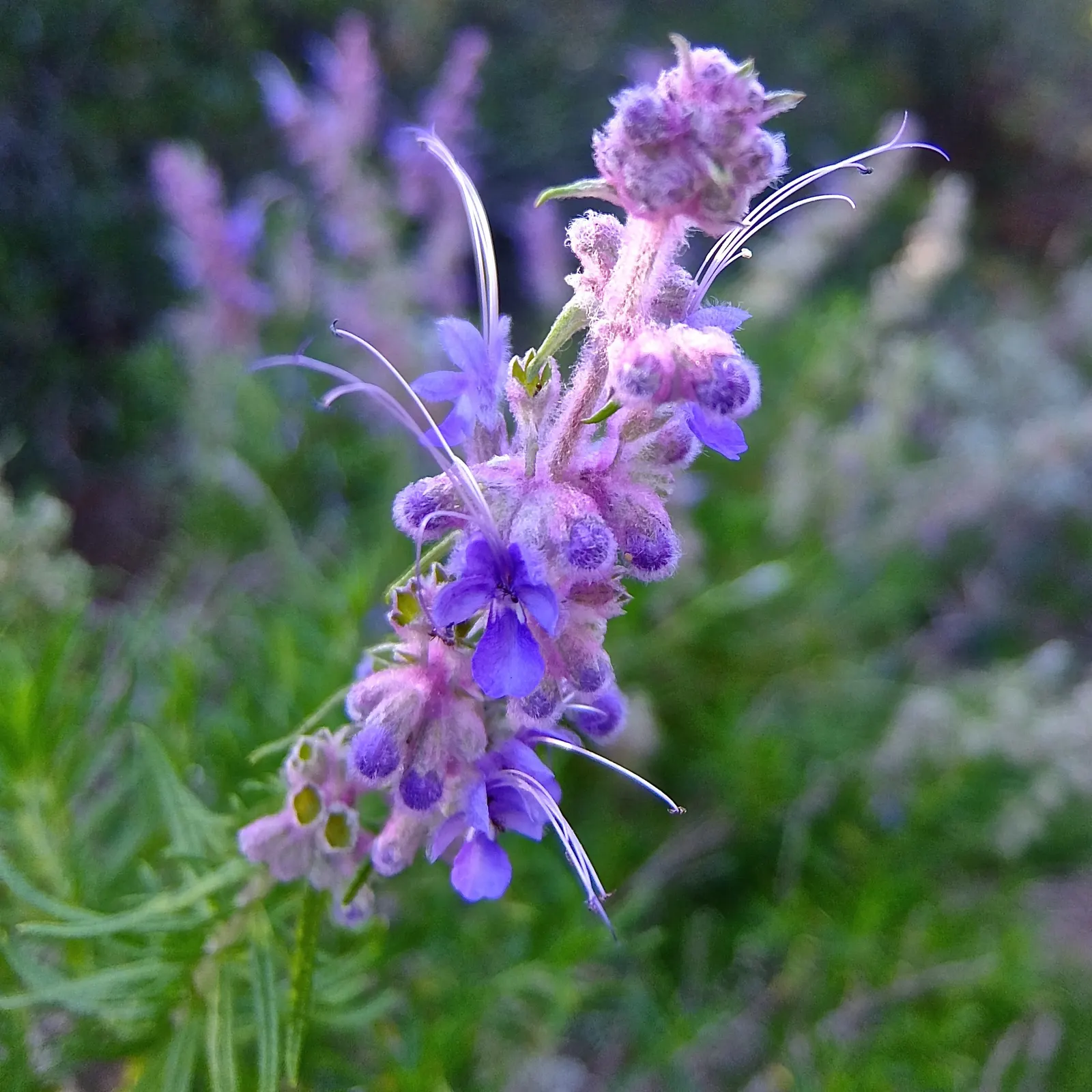 Woolly Blue Curls (Trichostema Lanatum) — making it a suitable mid-layer addition to a garden design