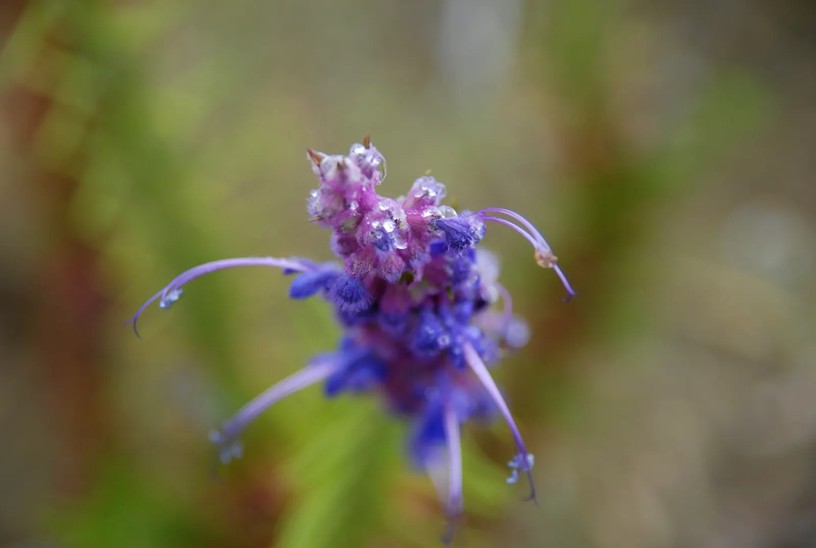 Woolly Blue Curls (Trichostema Lanatum) — scientifically named Trichostema lanatum